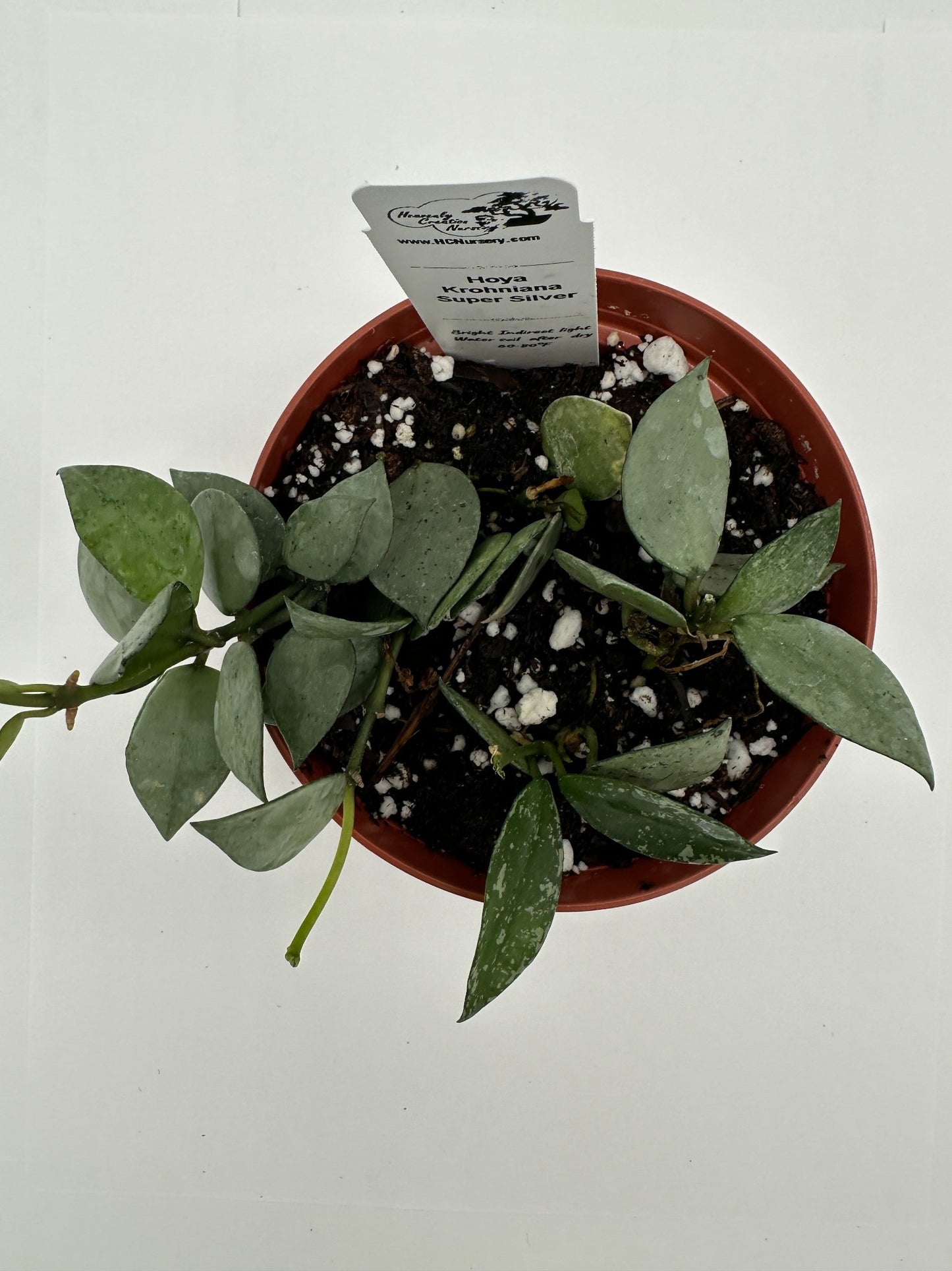 Krohniana Super Silver - Live Hoya 4"