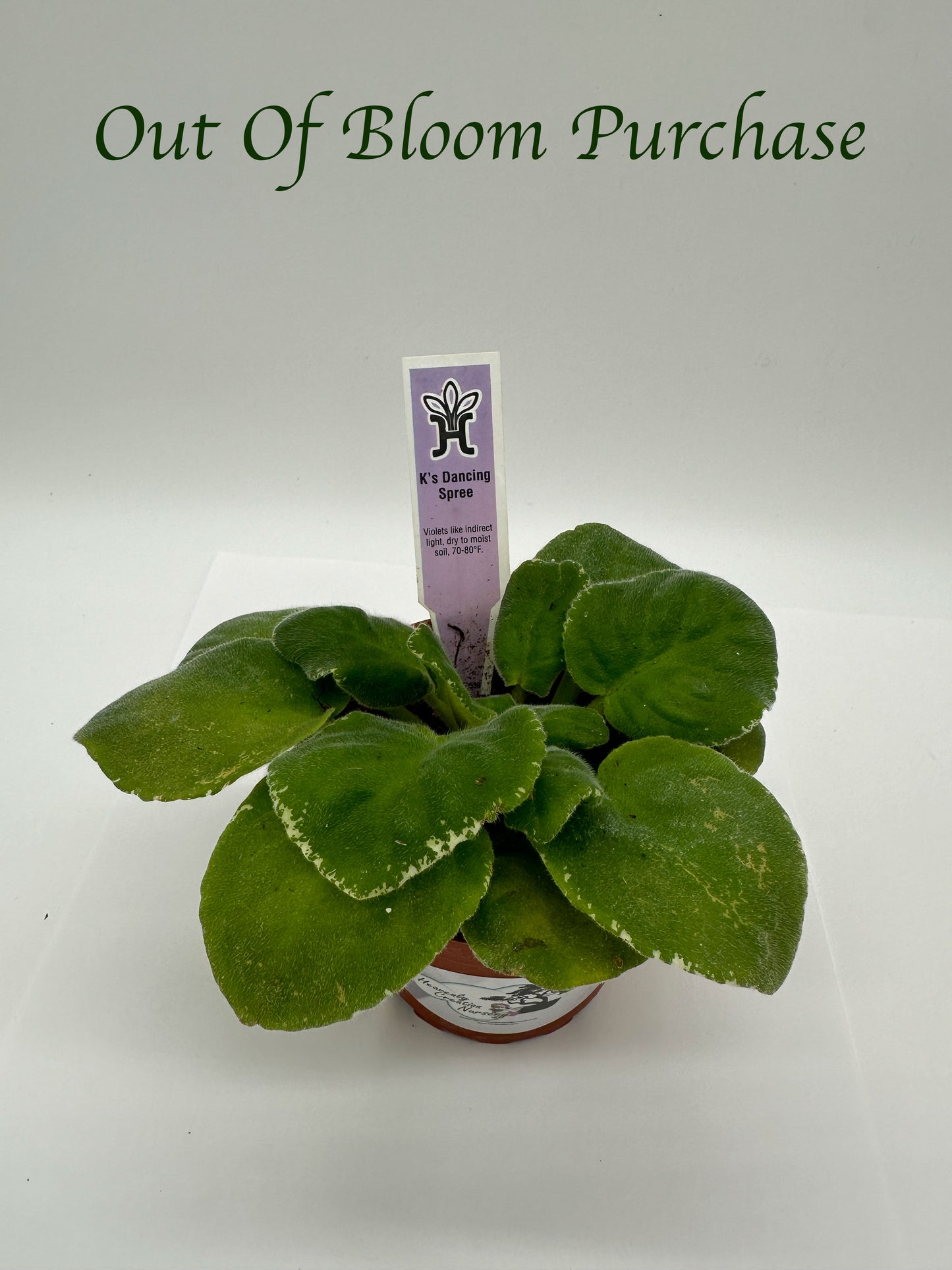 K's Dancing Spree - Live African Violet 4"