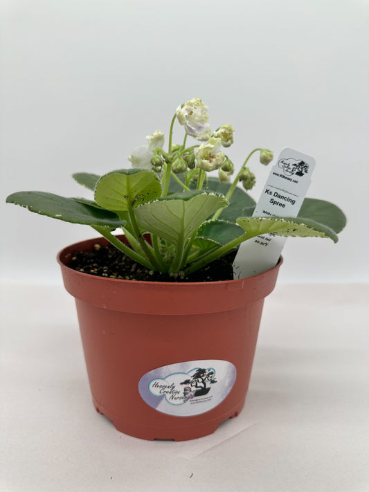 K's Dancing Spree - White Hybrid - Live African Violet 6"