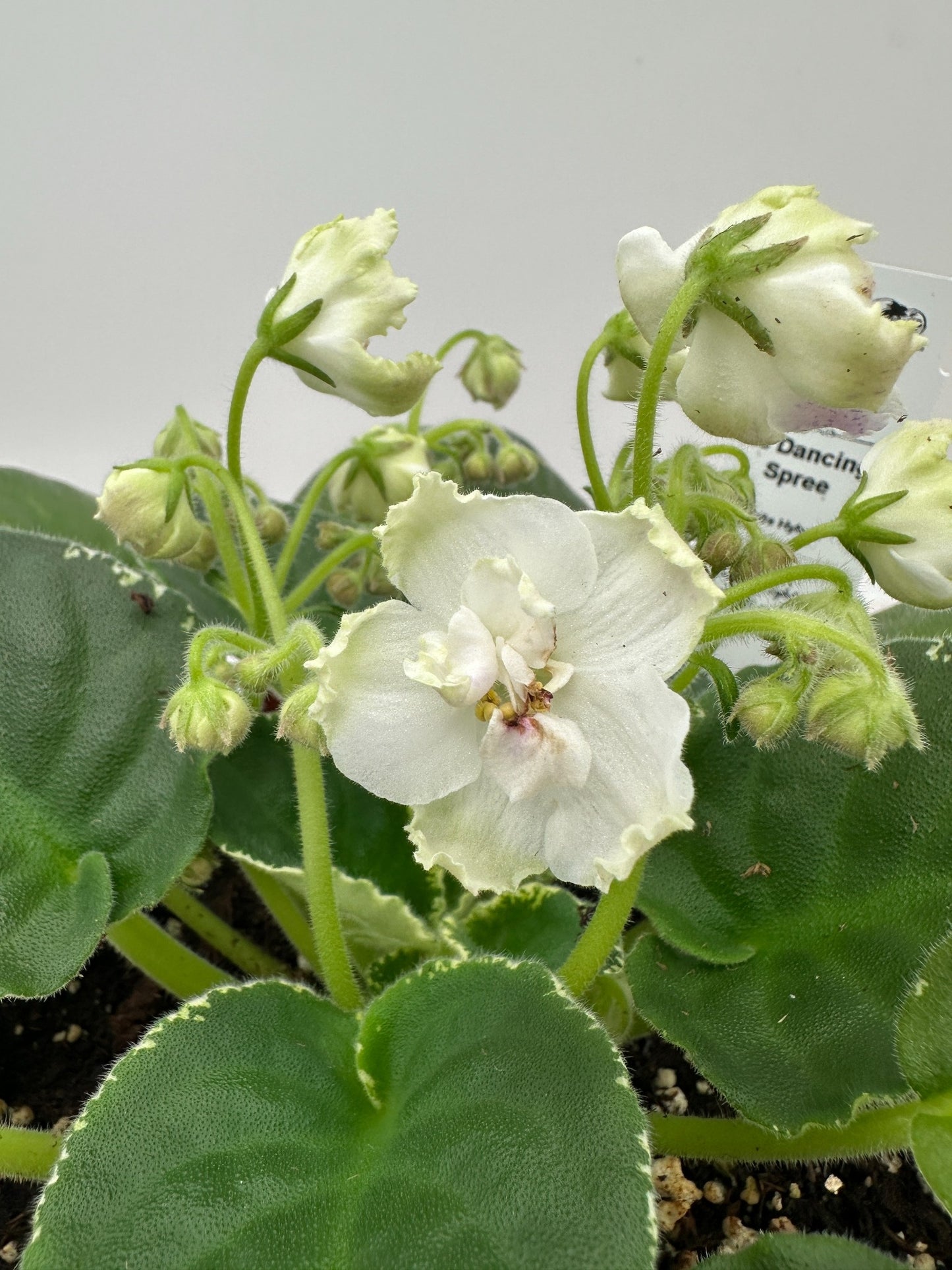 K's Dancing Spree - White Hybrid - Live African Violet 6"