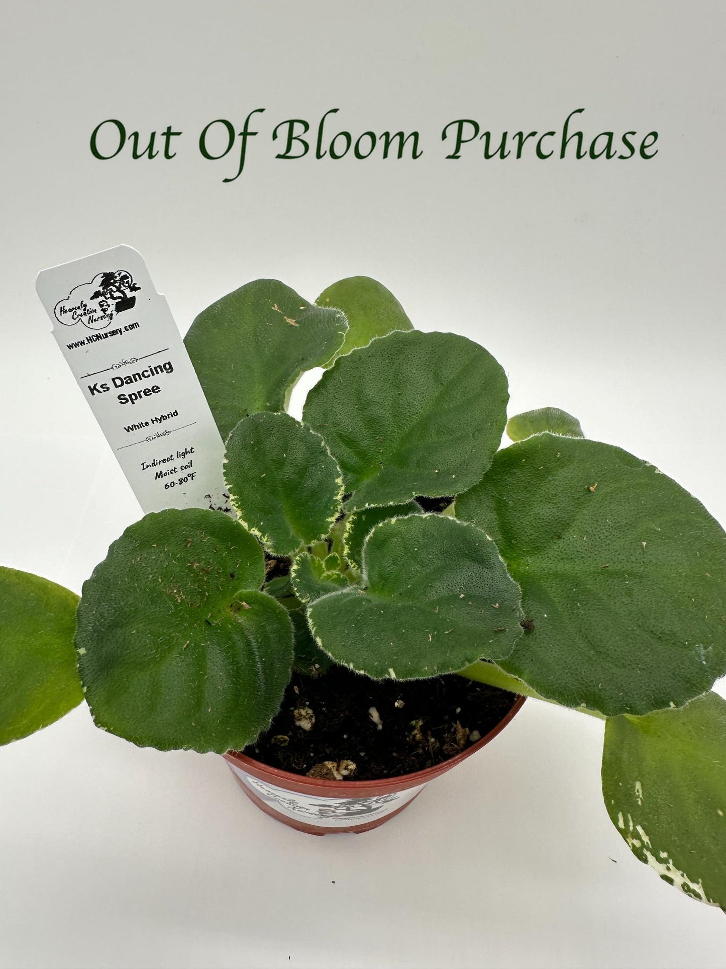 K's Dancing Spree - White Hybrid - Live African Violet 4"