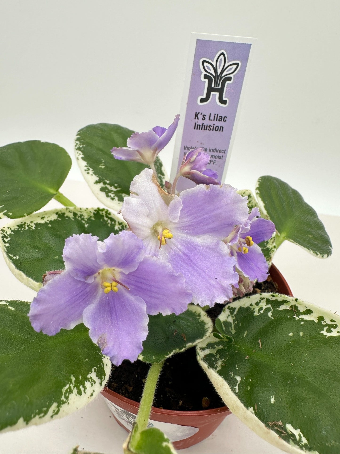 K's Lilac Infusion - Live African Violet 4"