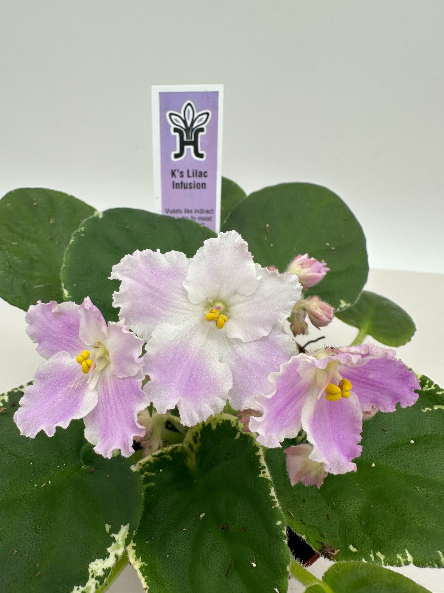 K's Lilac Infusion - Live African Violet 4"