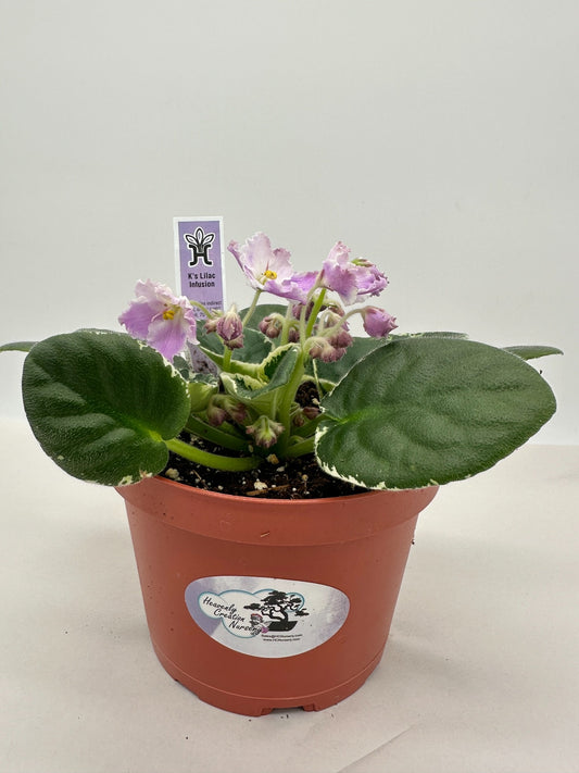 K's Lilac Infusion - Live African Violet 6"