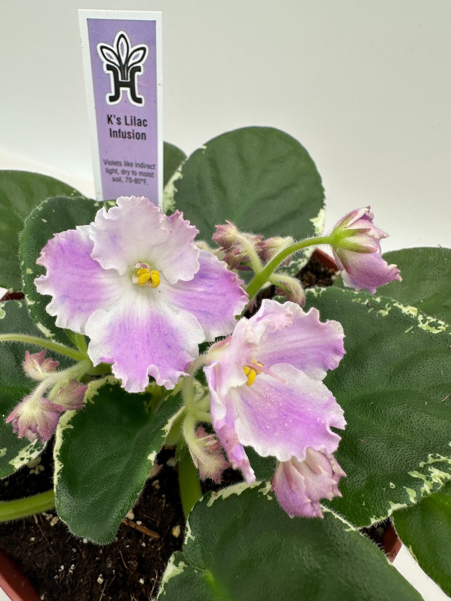 K's Lilac Infusion - Live African Violet 6"