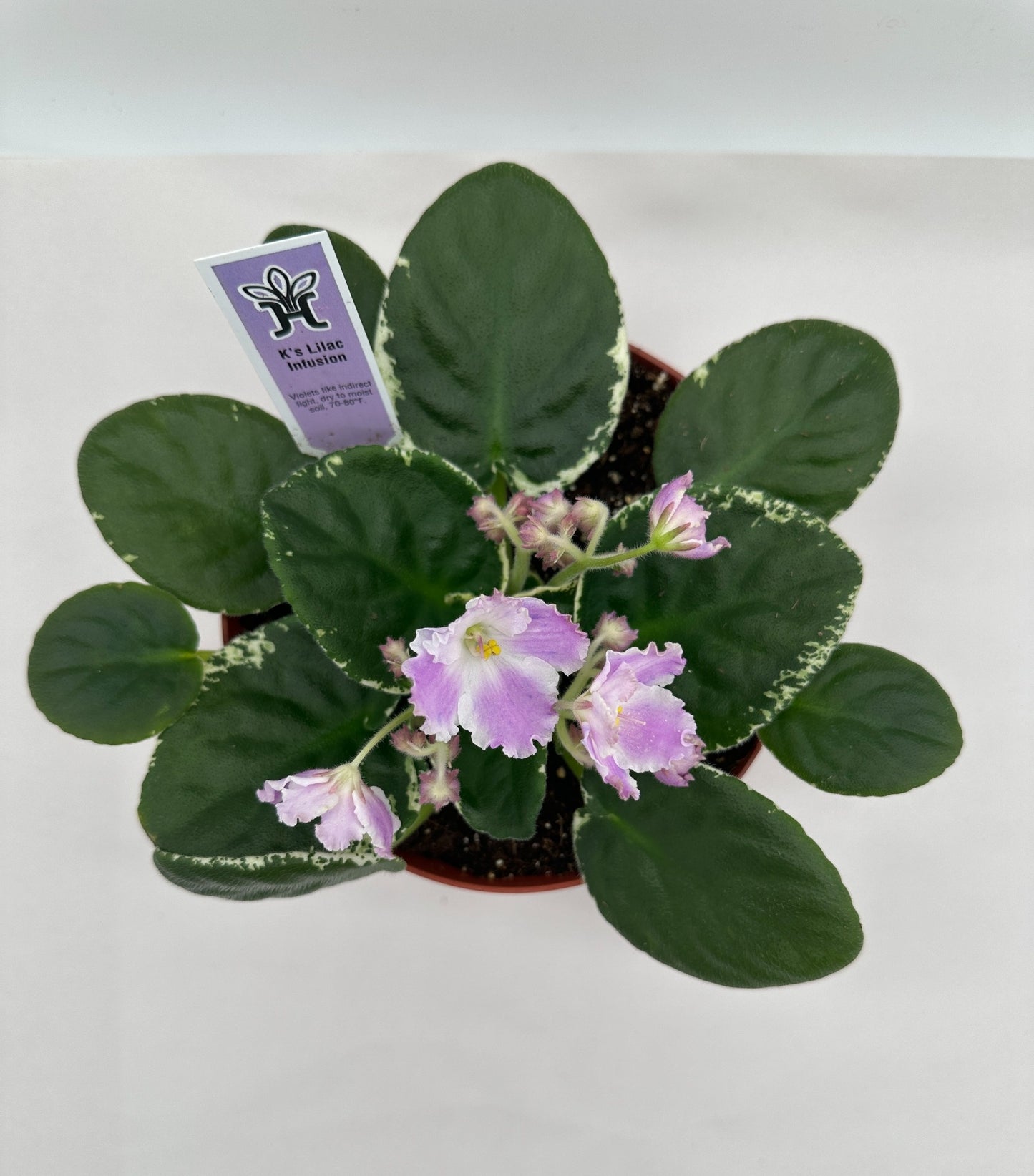 K's Lilac Infusion - Live African Violet 6"