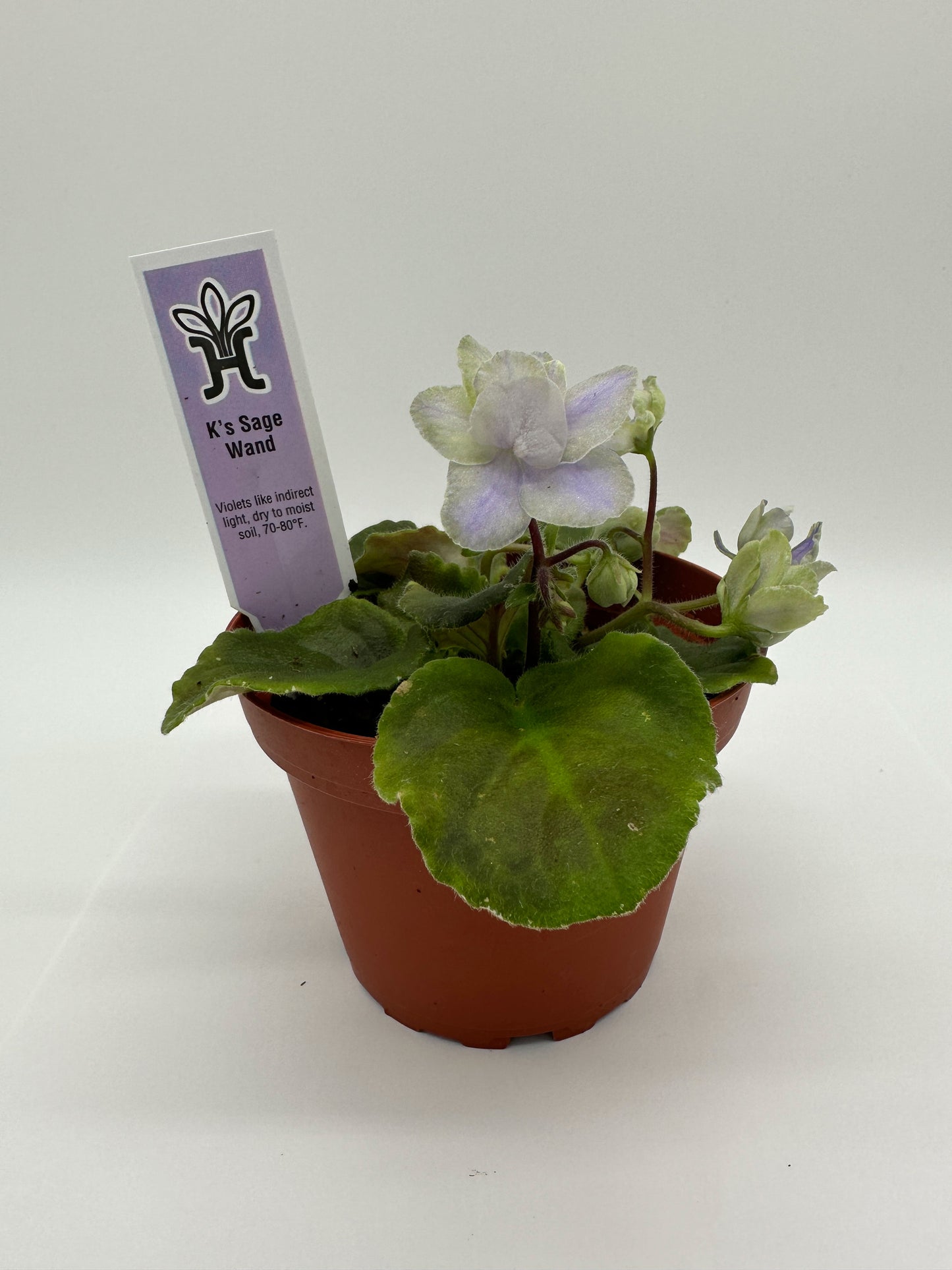 K's Sage Wand - Live African Violet 4"