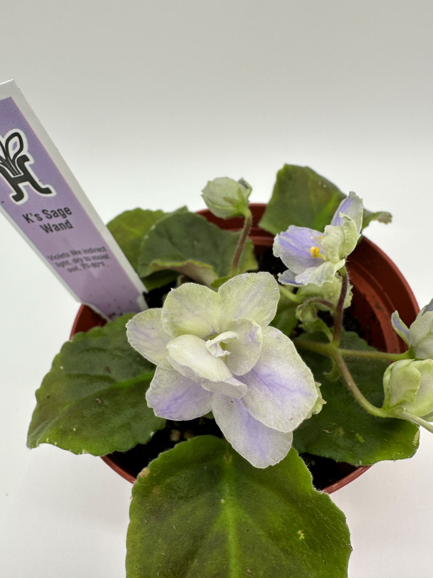 K's Sage Wand - Live African Violet 4"