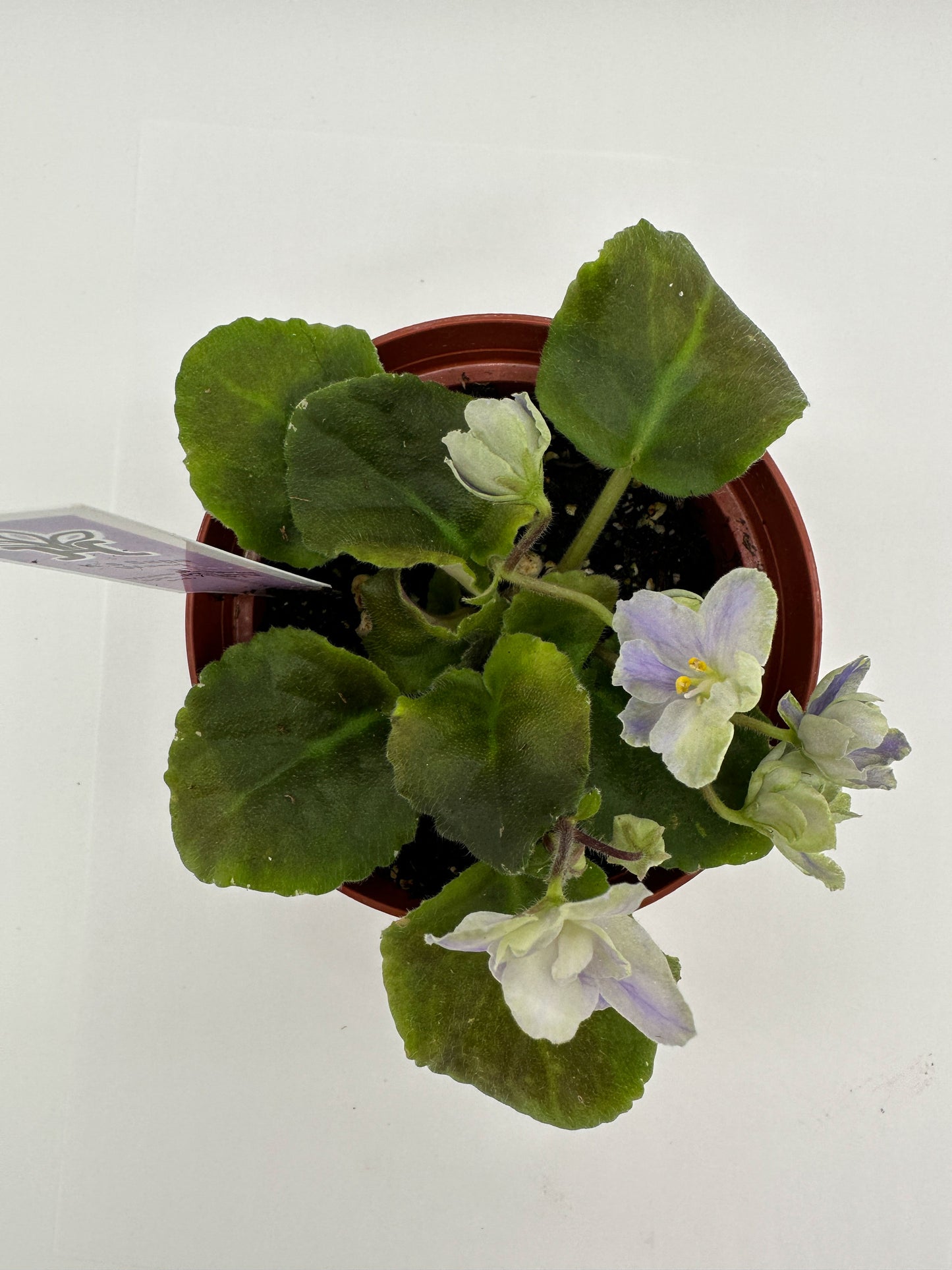 K's Sage Wand - Live African Violet 4"