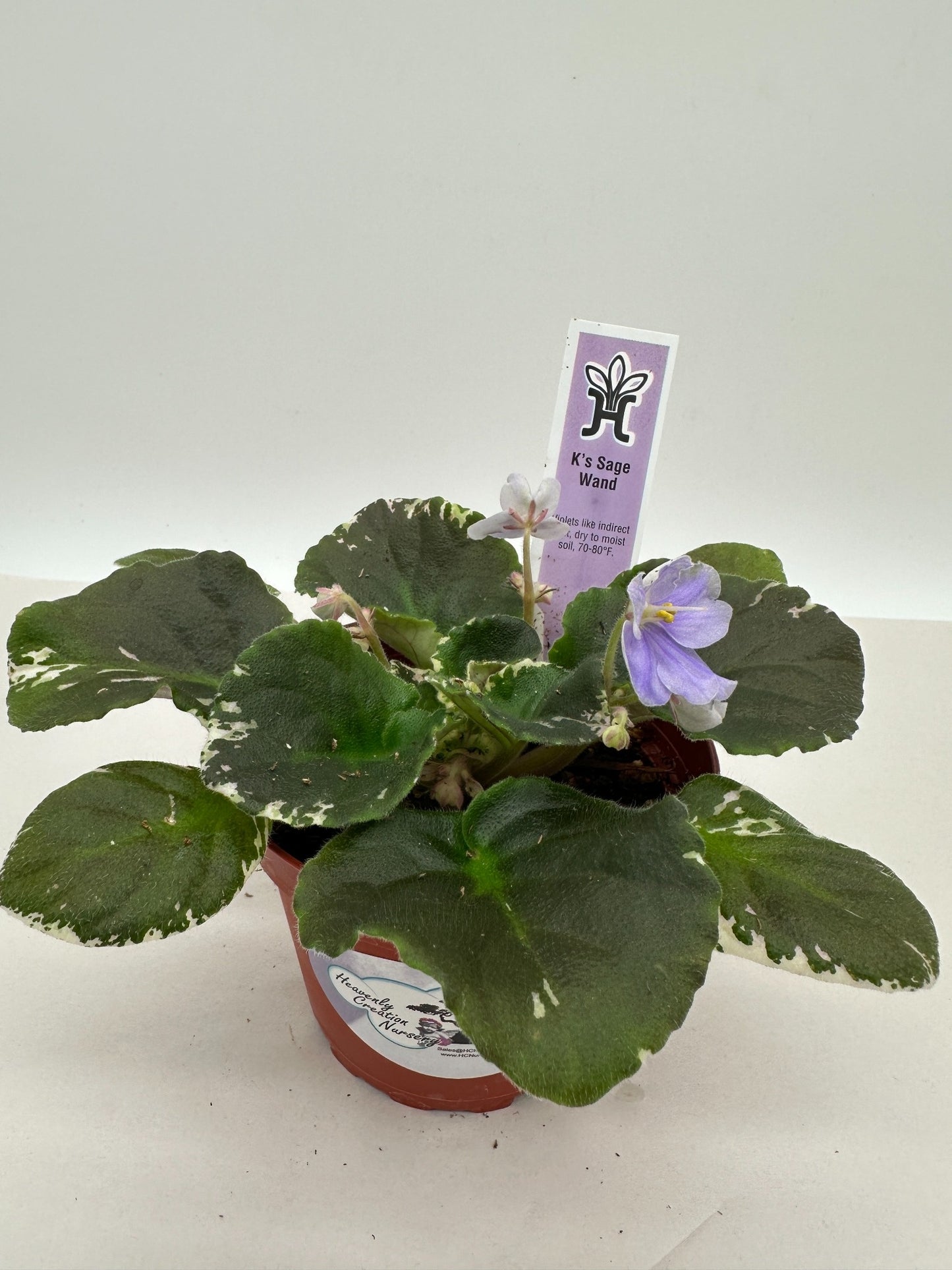 K's Sage Wand - Live African Violet 4"