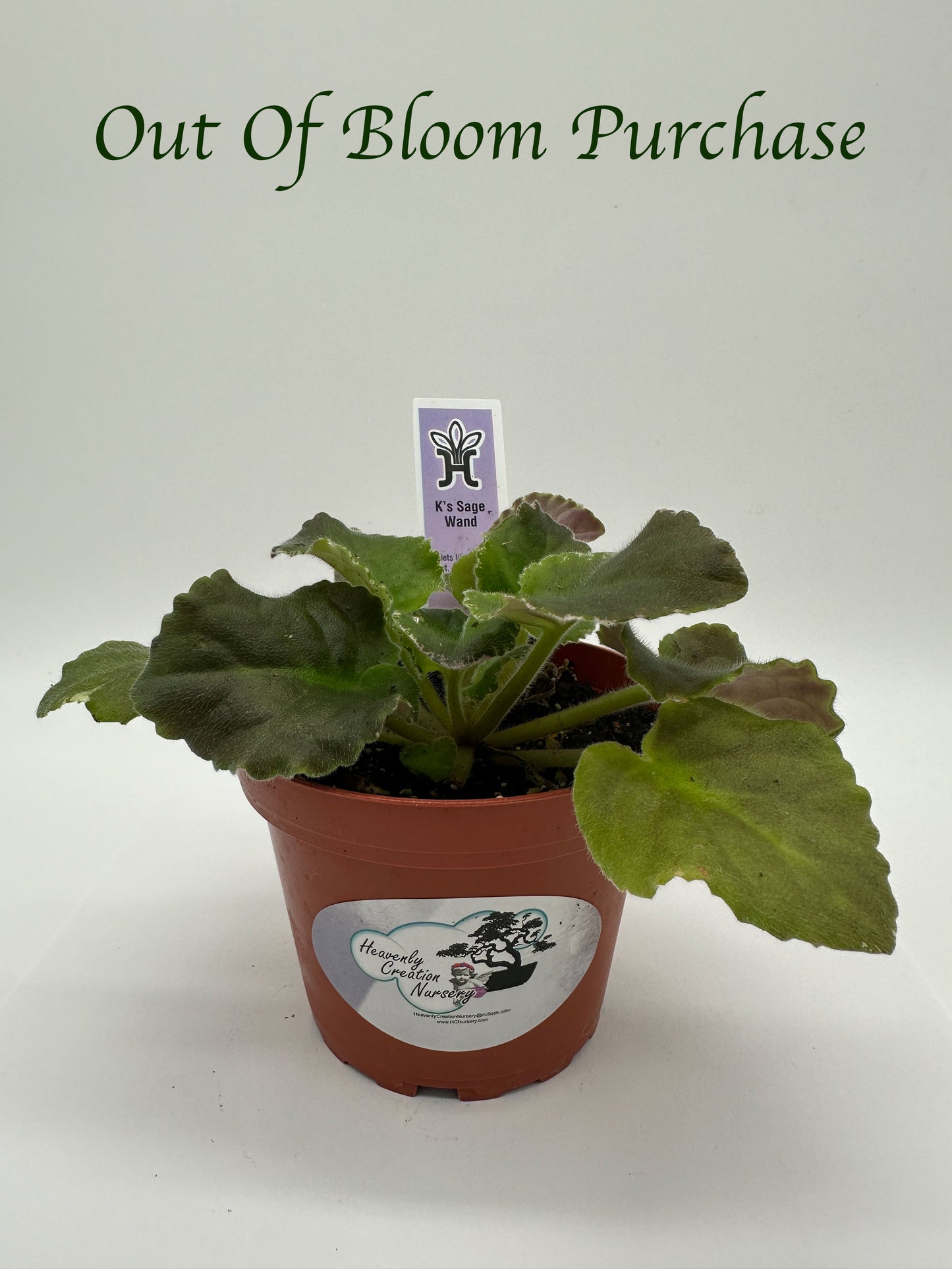 K's Sage Wand - Live African Violet 4"