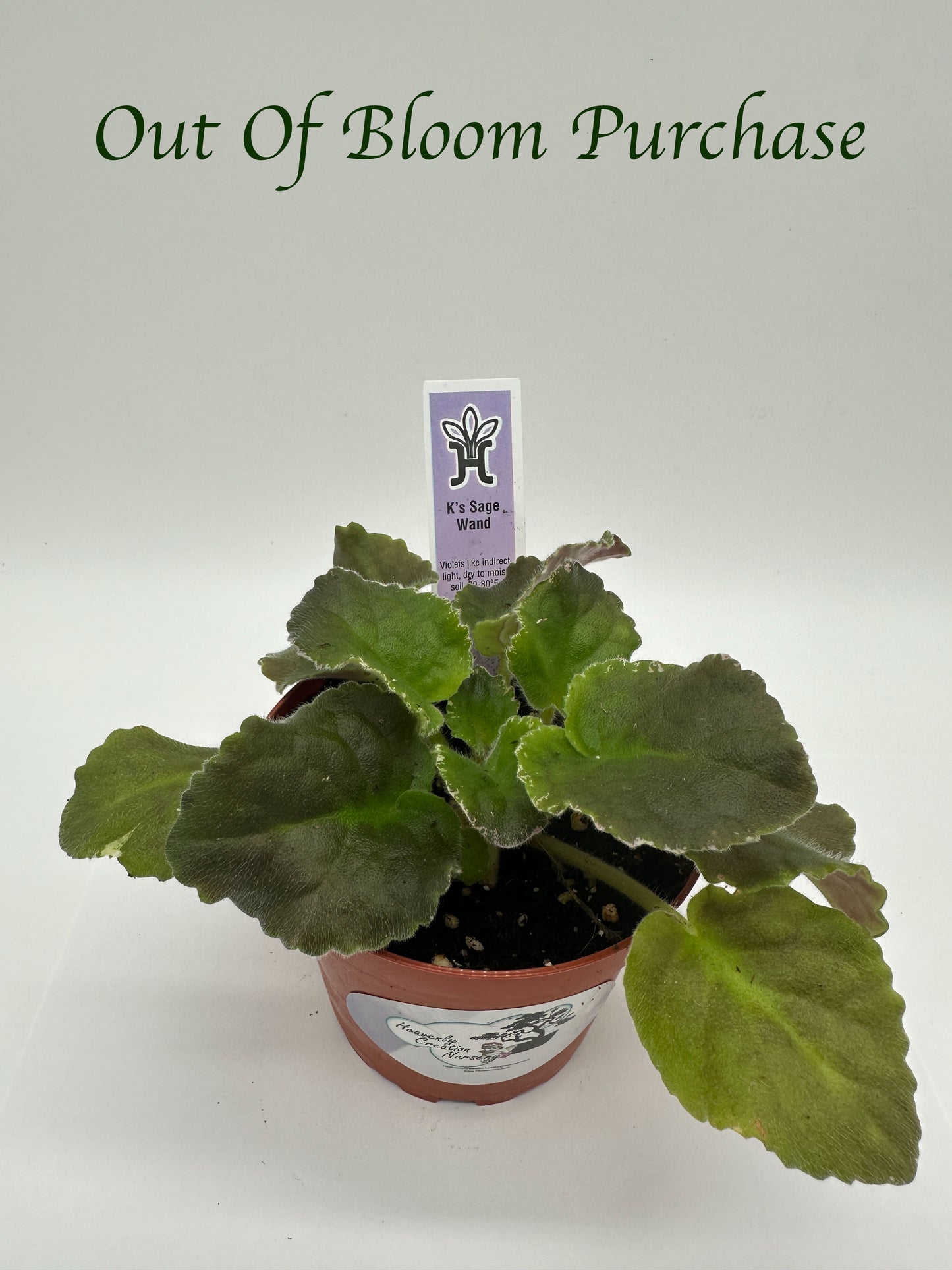 K's Sage Wand - Live African Violet 4"