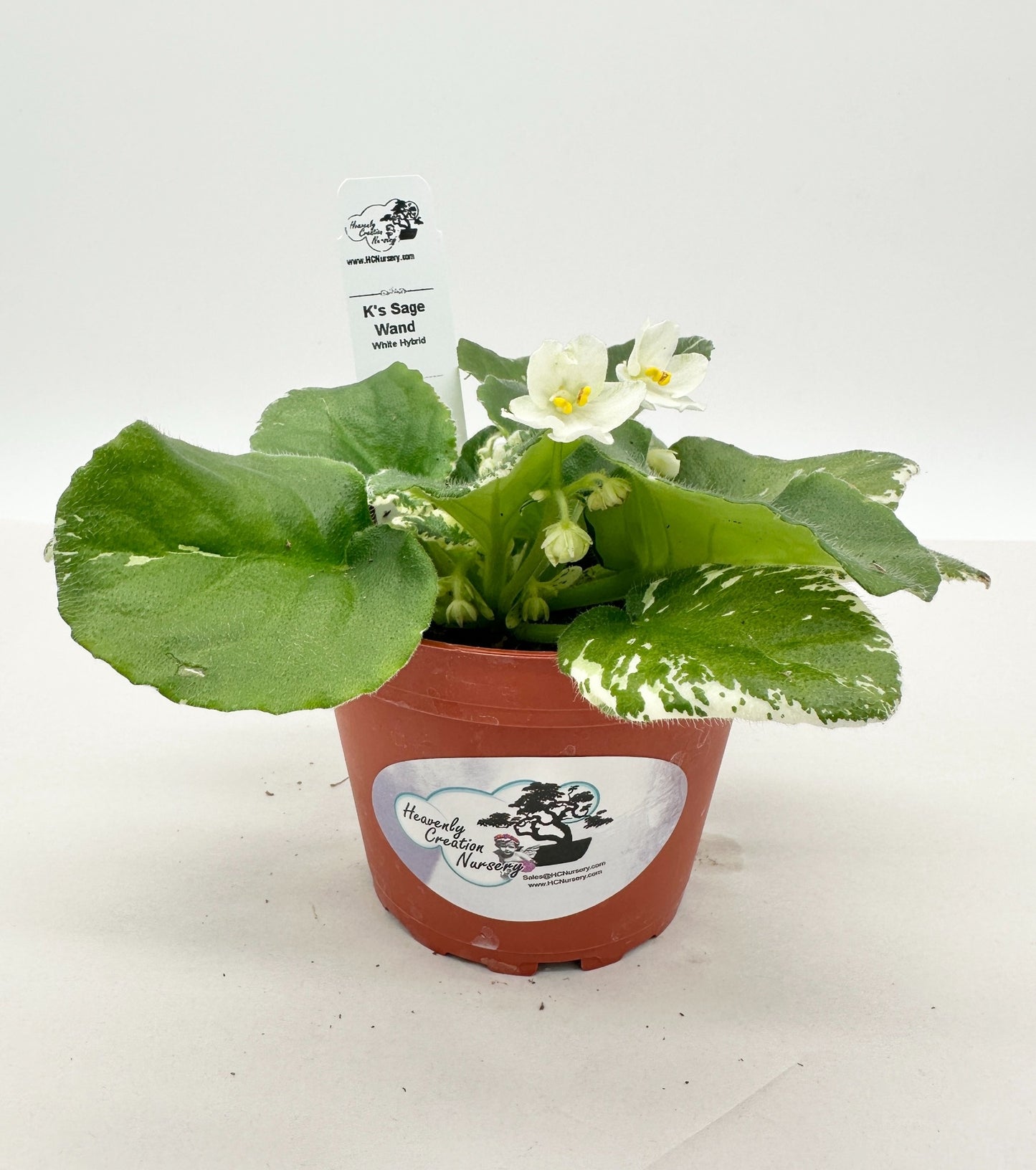 K's Sage Wand - White Hybrid - Live African Violet 4"
