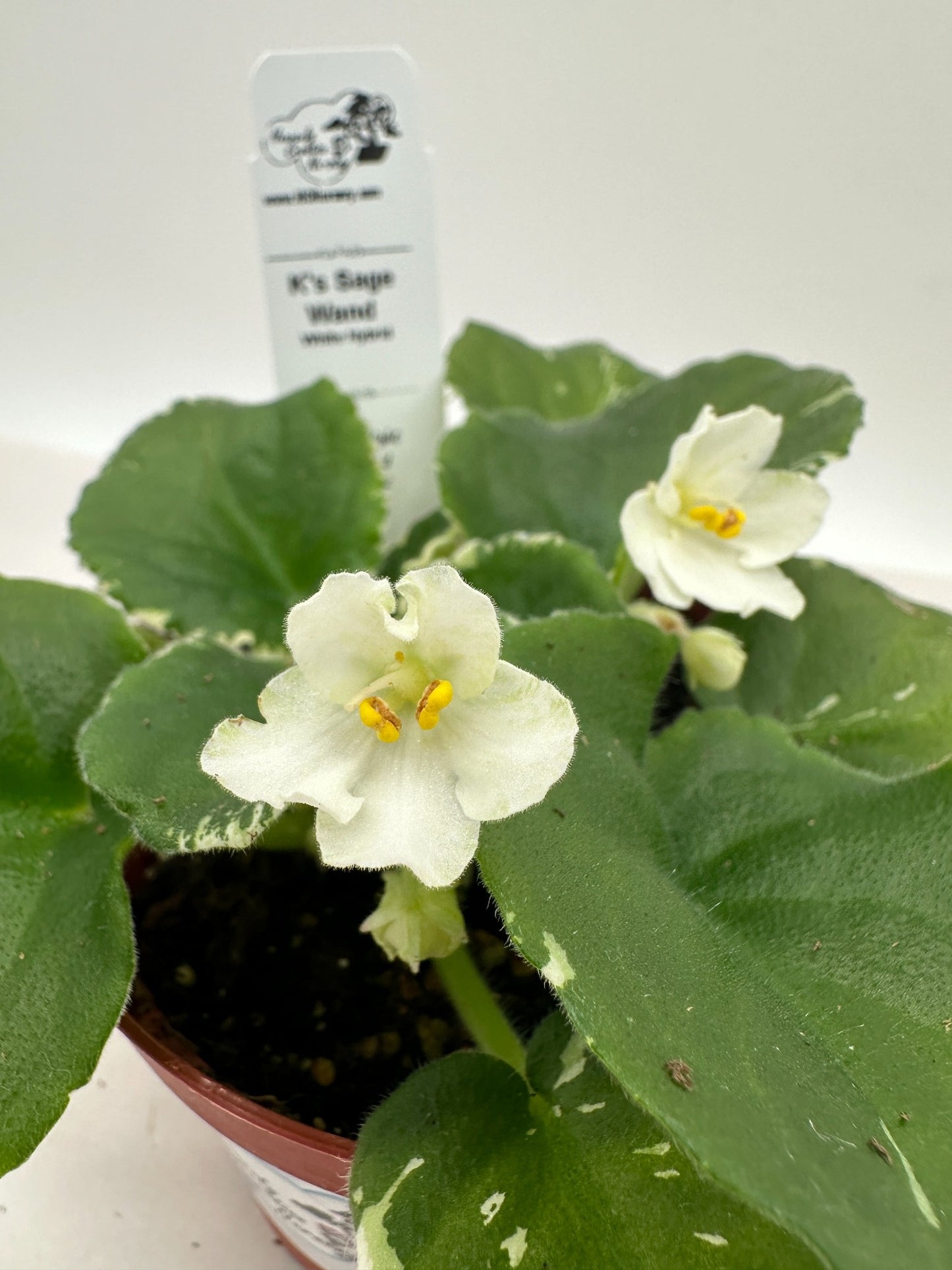 K's Sage Wand - White Hybrid - Live African Violet 4"