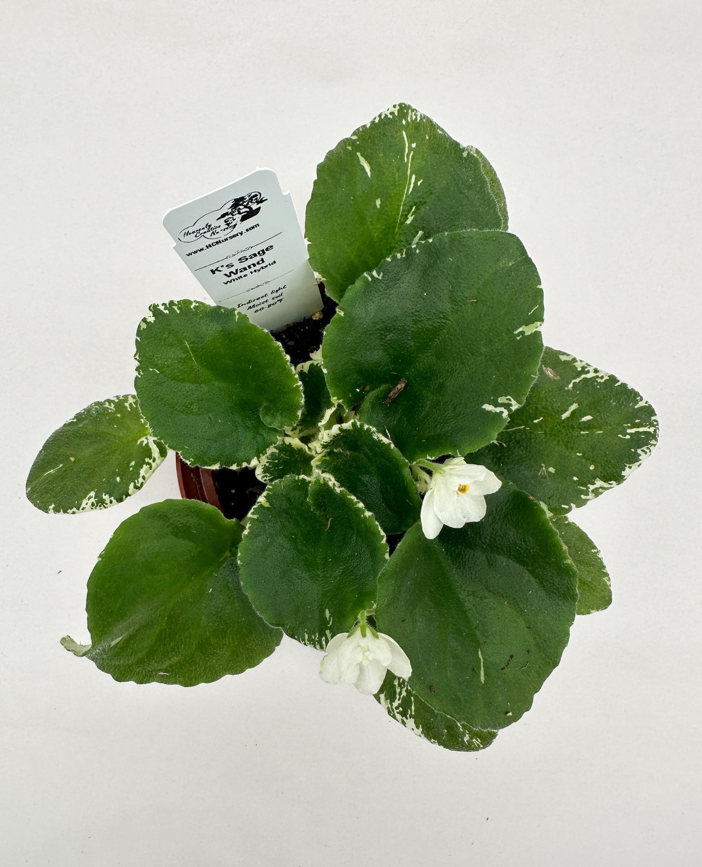 K's Sage Wand - White Hybrid - Live African Violet 4"