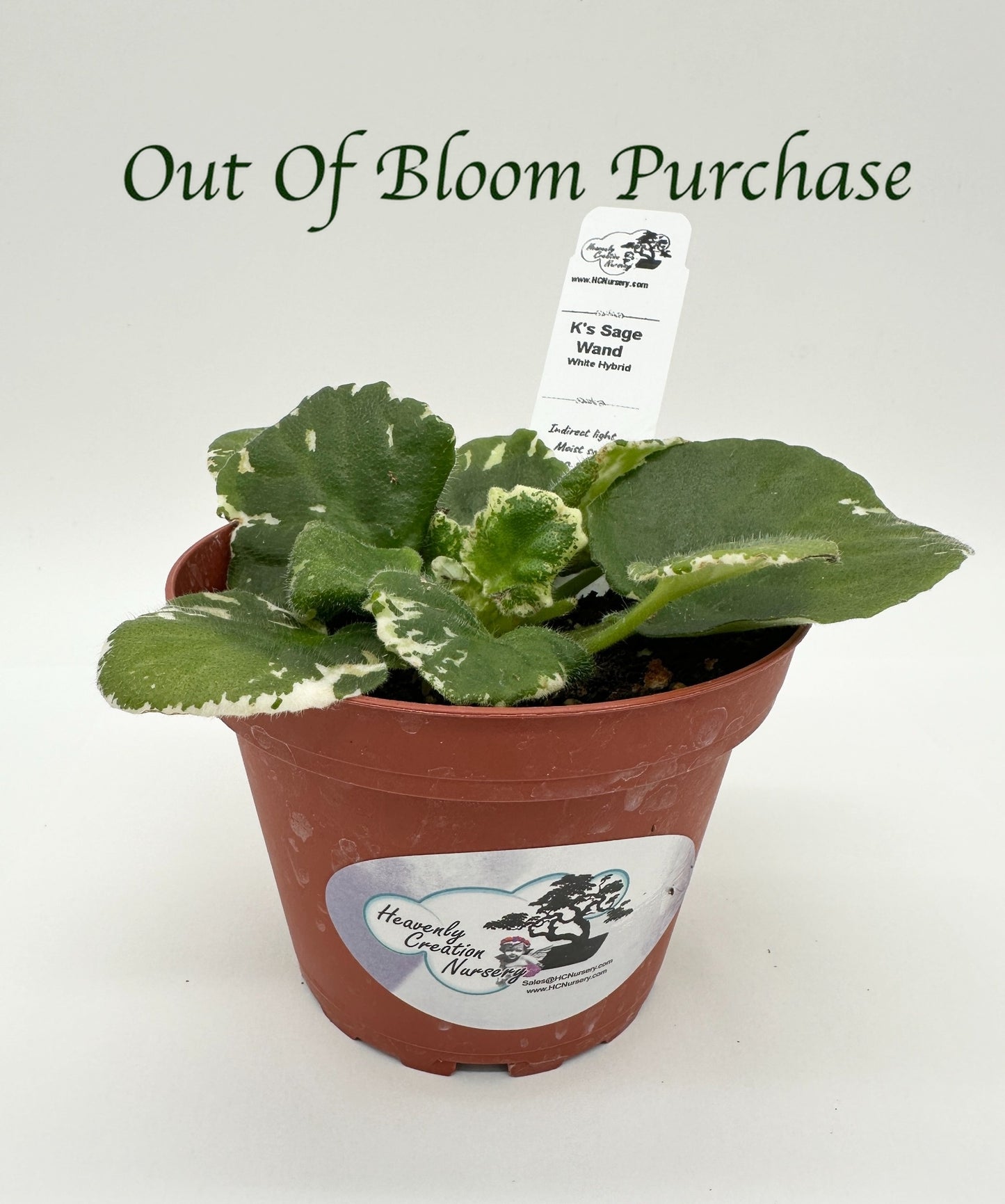 K's Sage Wand - White Hybrid - Live African Violet 4"