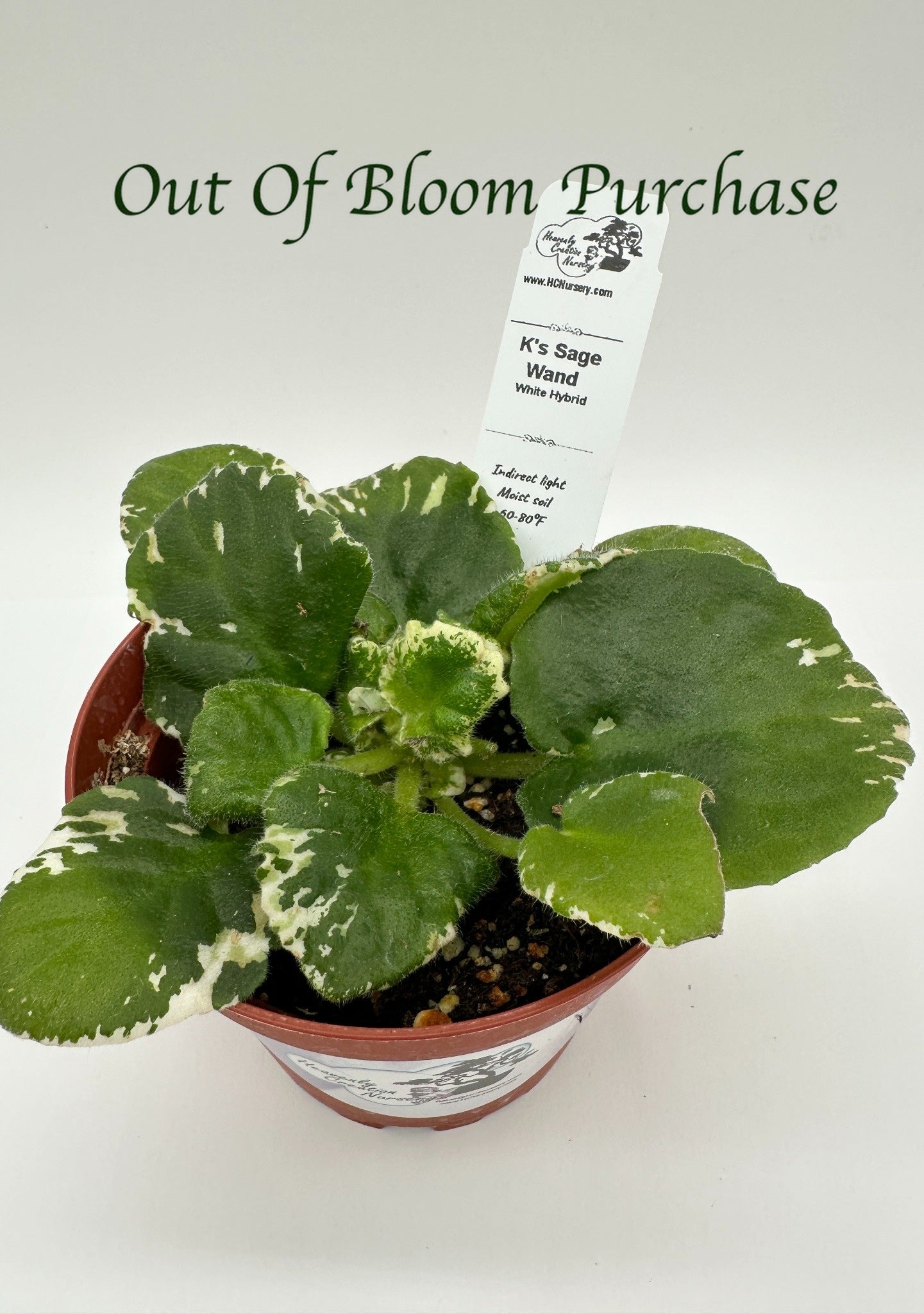 K's Sage Wand - White Hybrid - Live African Violet 4"