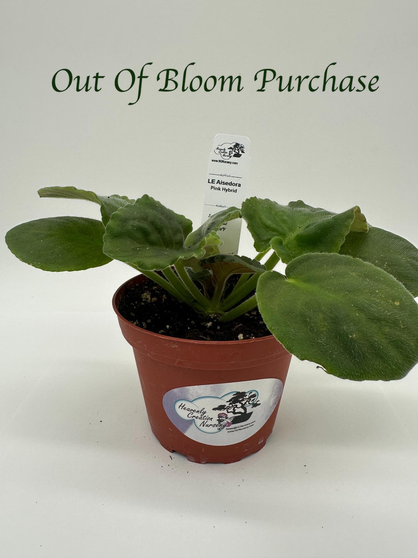 LE Aisedora - Pink Hybrid - Live African Violet 4"