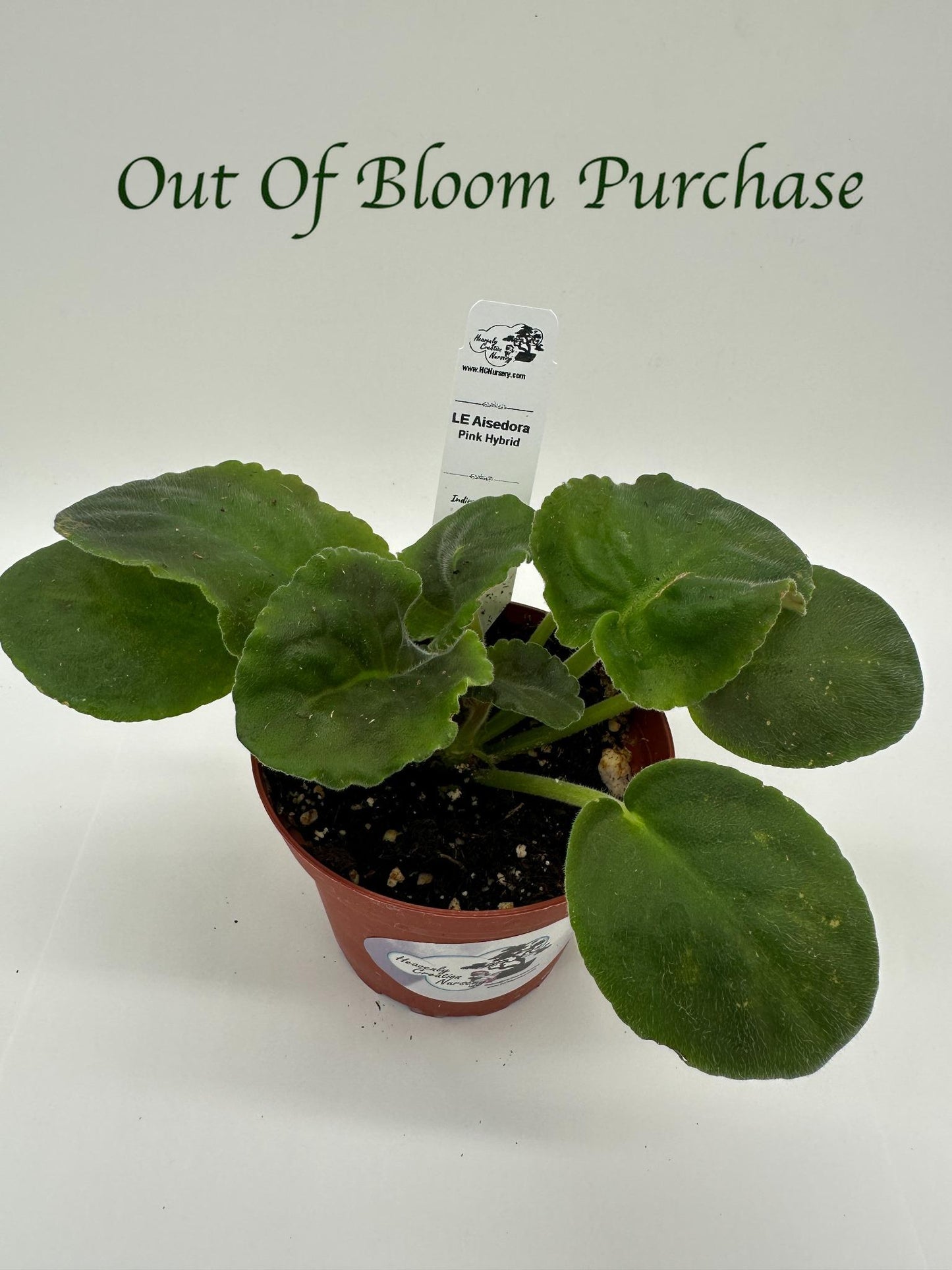 LE Aisedora - Pink Hybrid - Live African Violet 4"