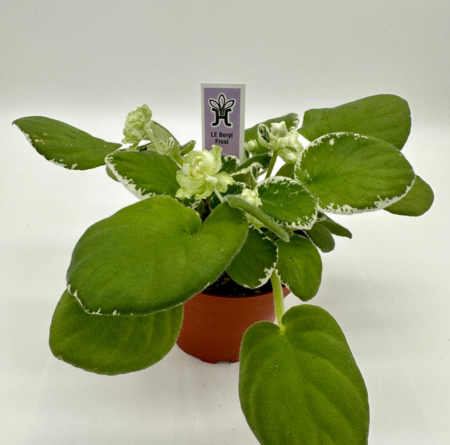 LE Beryl Frost - Live African Violet 4"