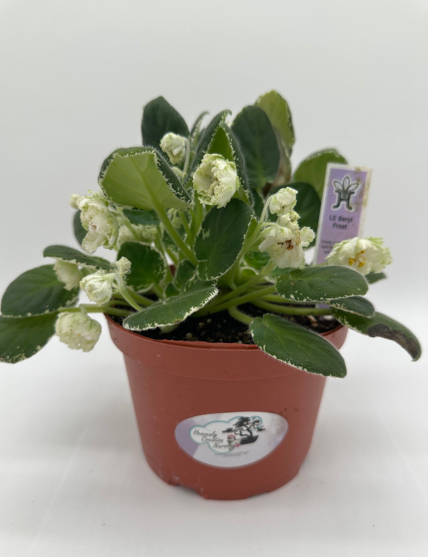 LE Beryl Frost - Live African Violet 6"