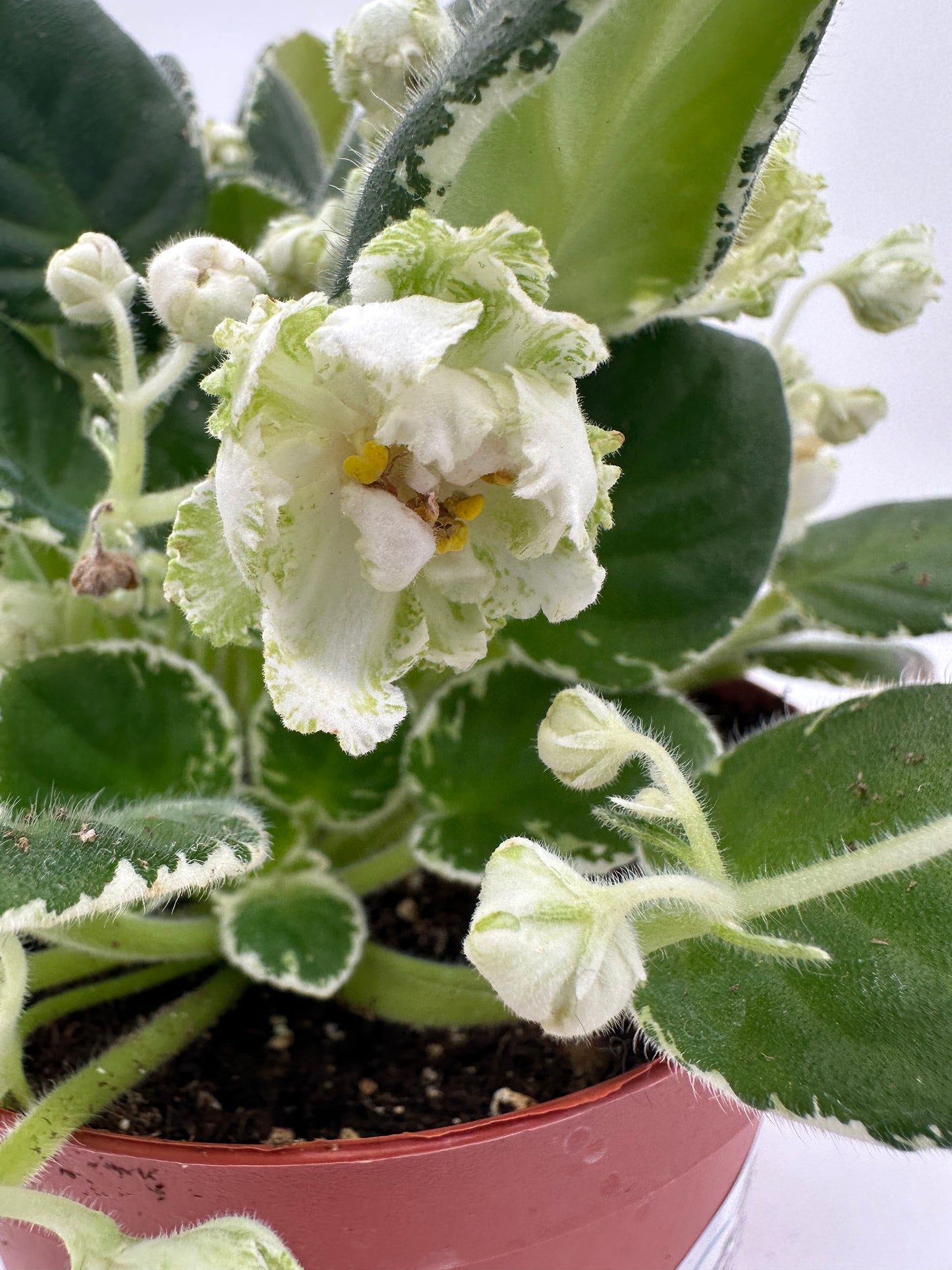 LE Beryl Frost - Live African Violet 6"