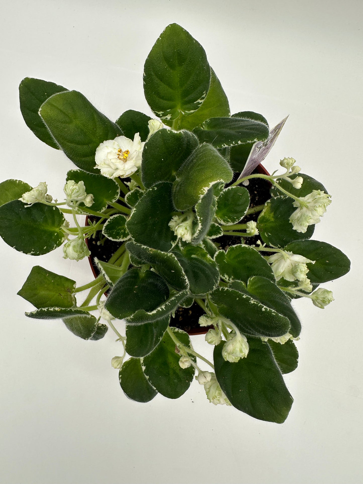 LE Beryl Frost - Live African Violet 6"