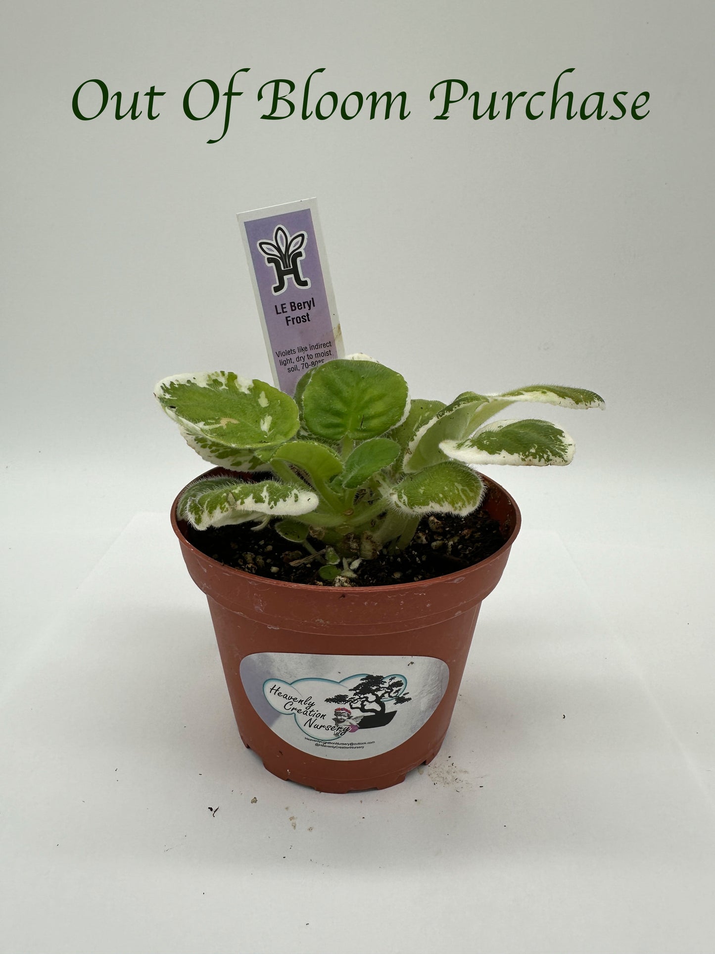 LE Beryl Frost - Live African Violet 4"