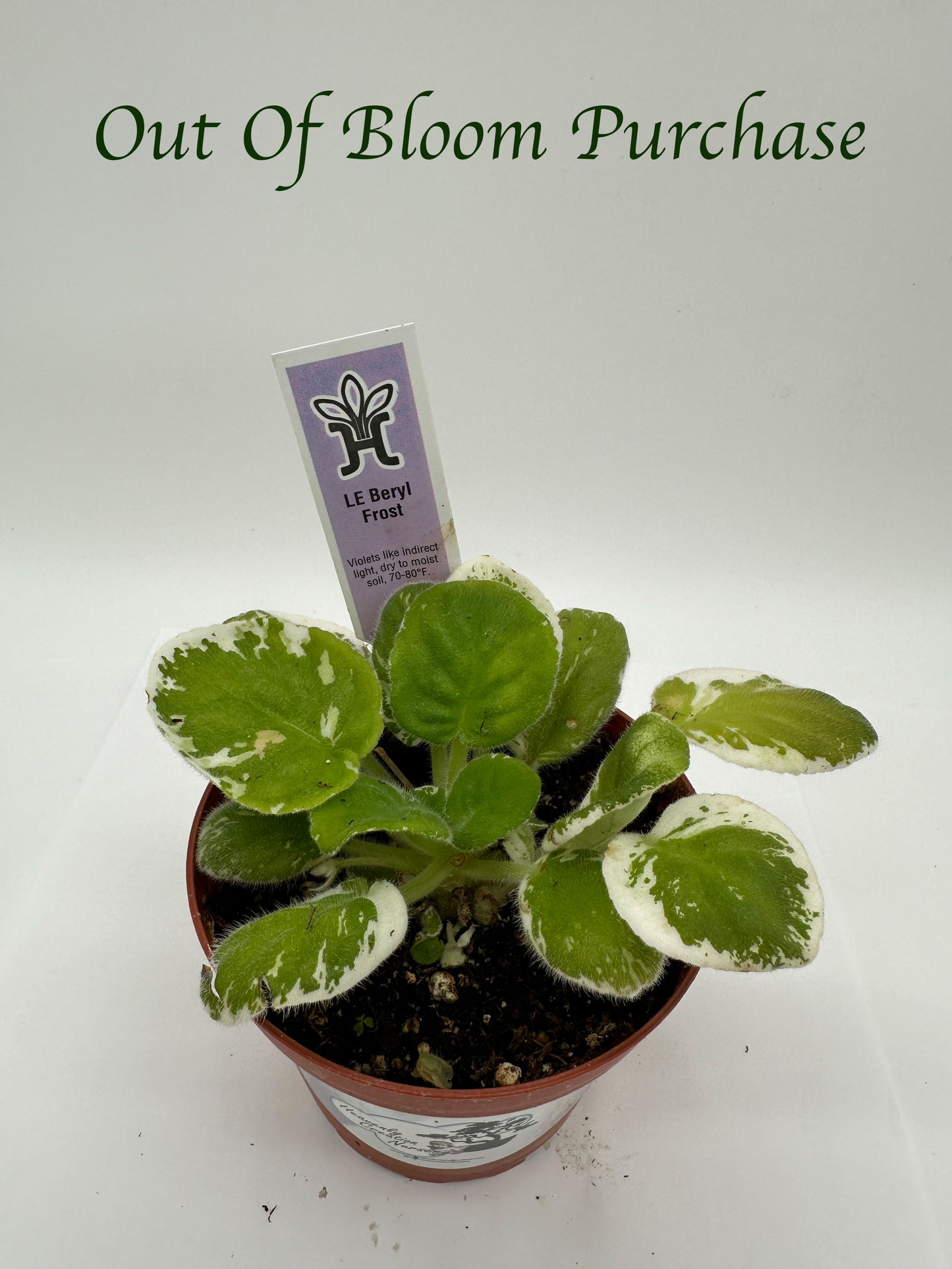 LE Beryl Frost - Live African Violet 4"