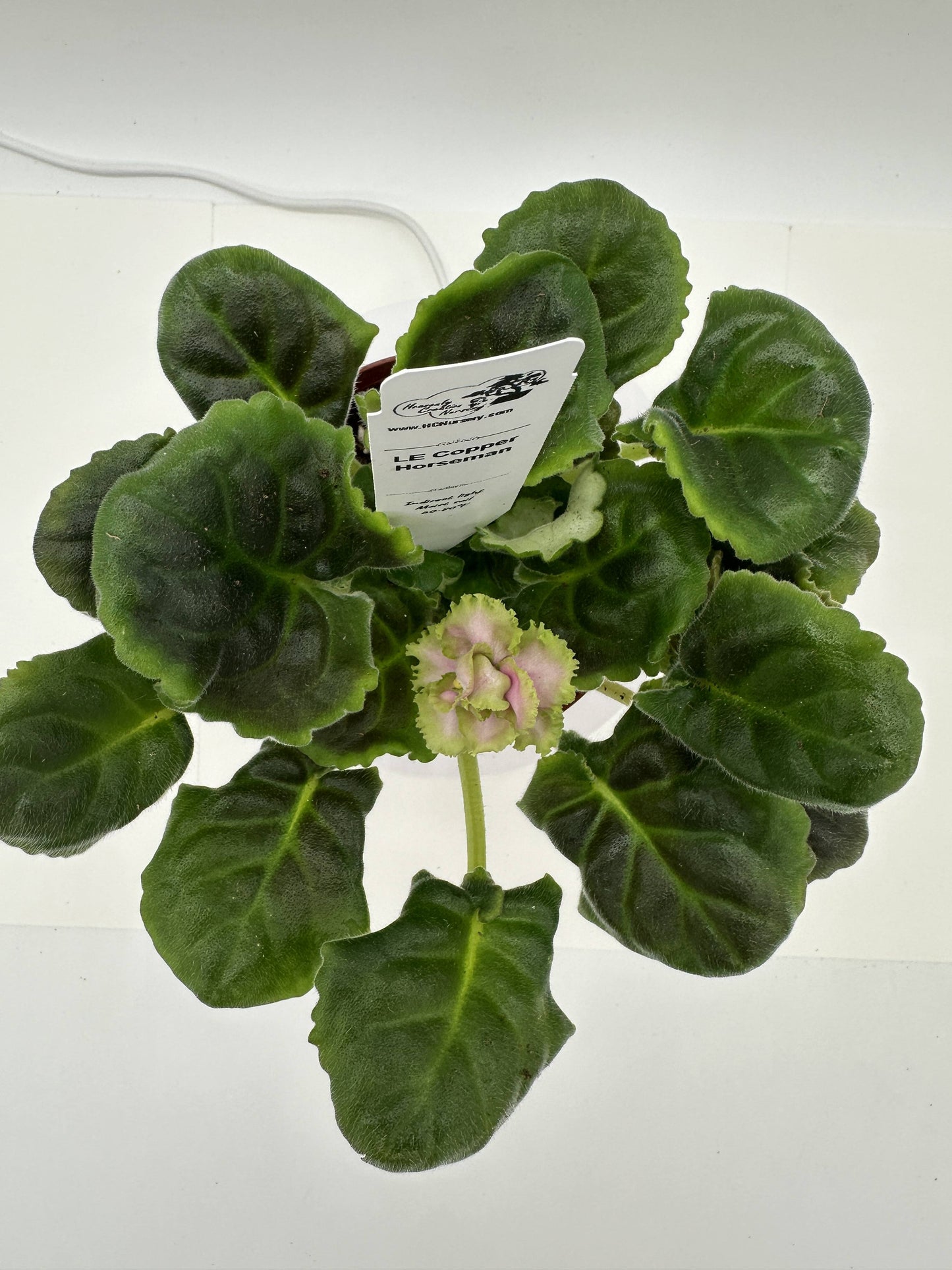 LE Copper Horseman - Live African Violet 4"