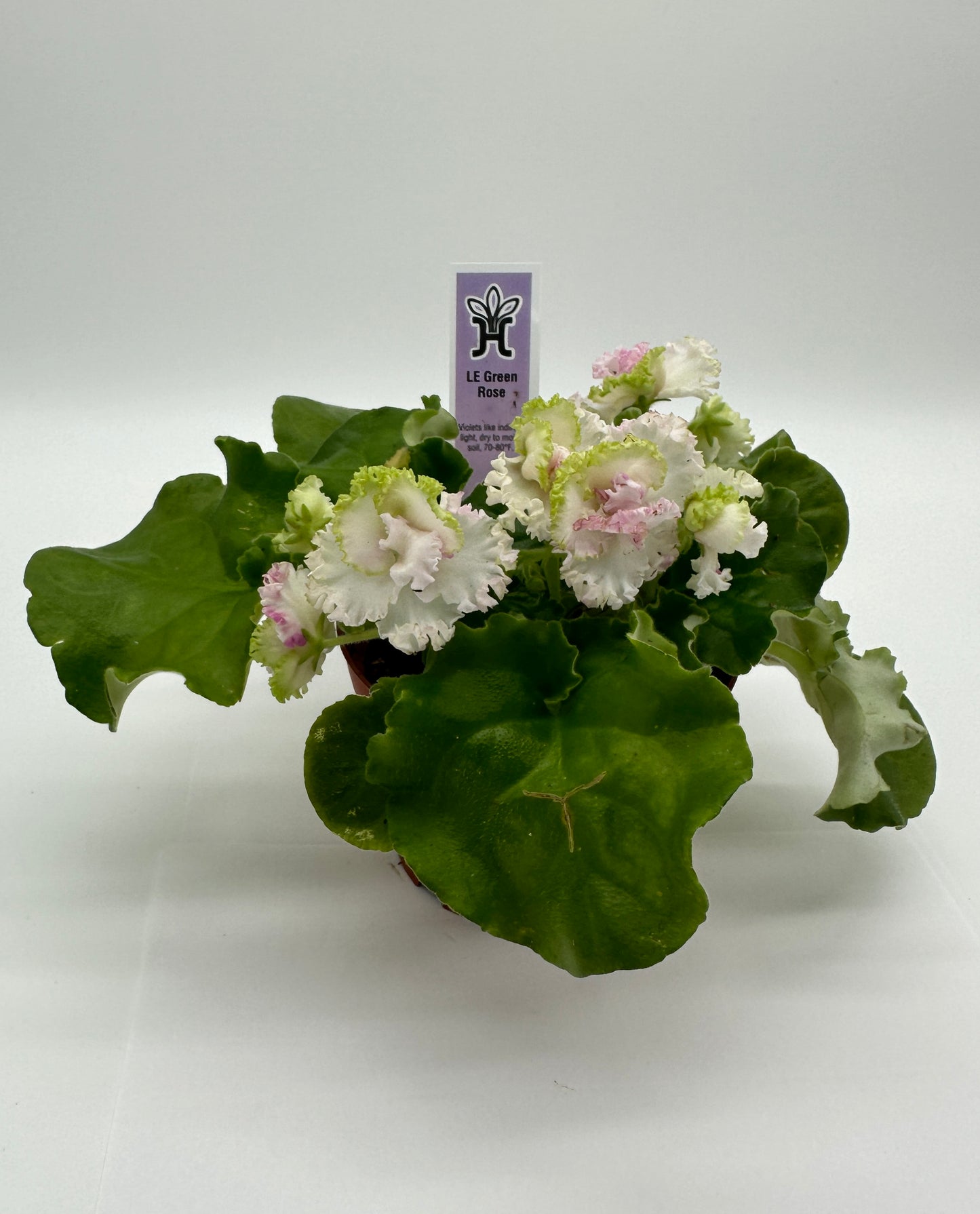 LE Green Rose - Live African Violet 4"