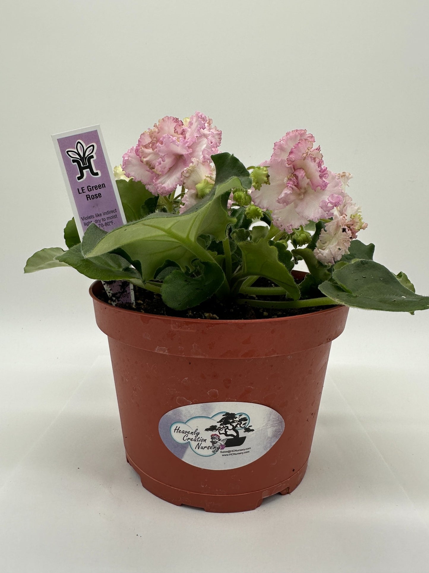 LE Green Rose - Live African Violet 6"