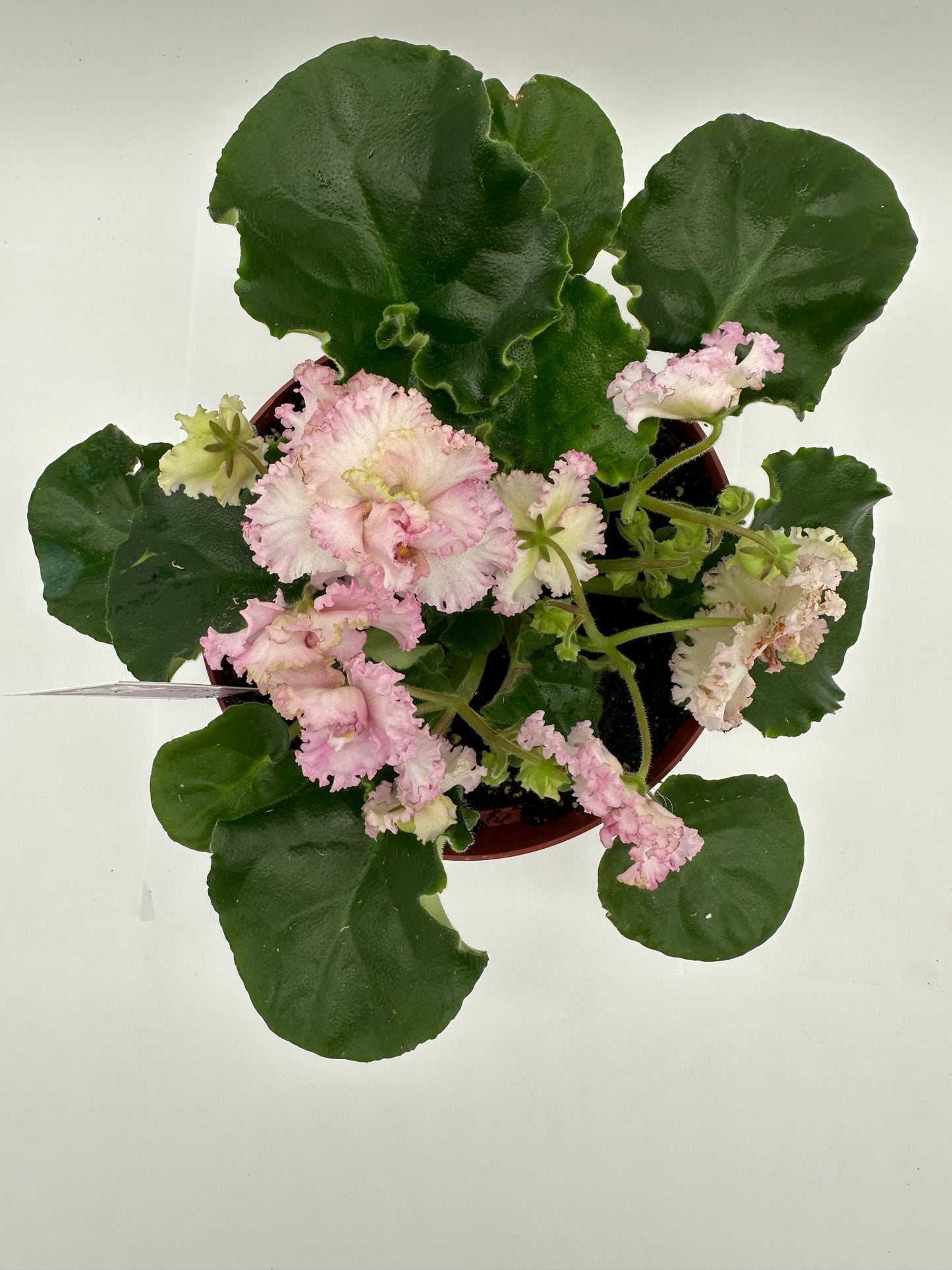 LE Green Rose - Live African Violet 6"