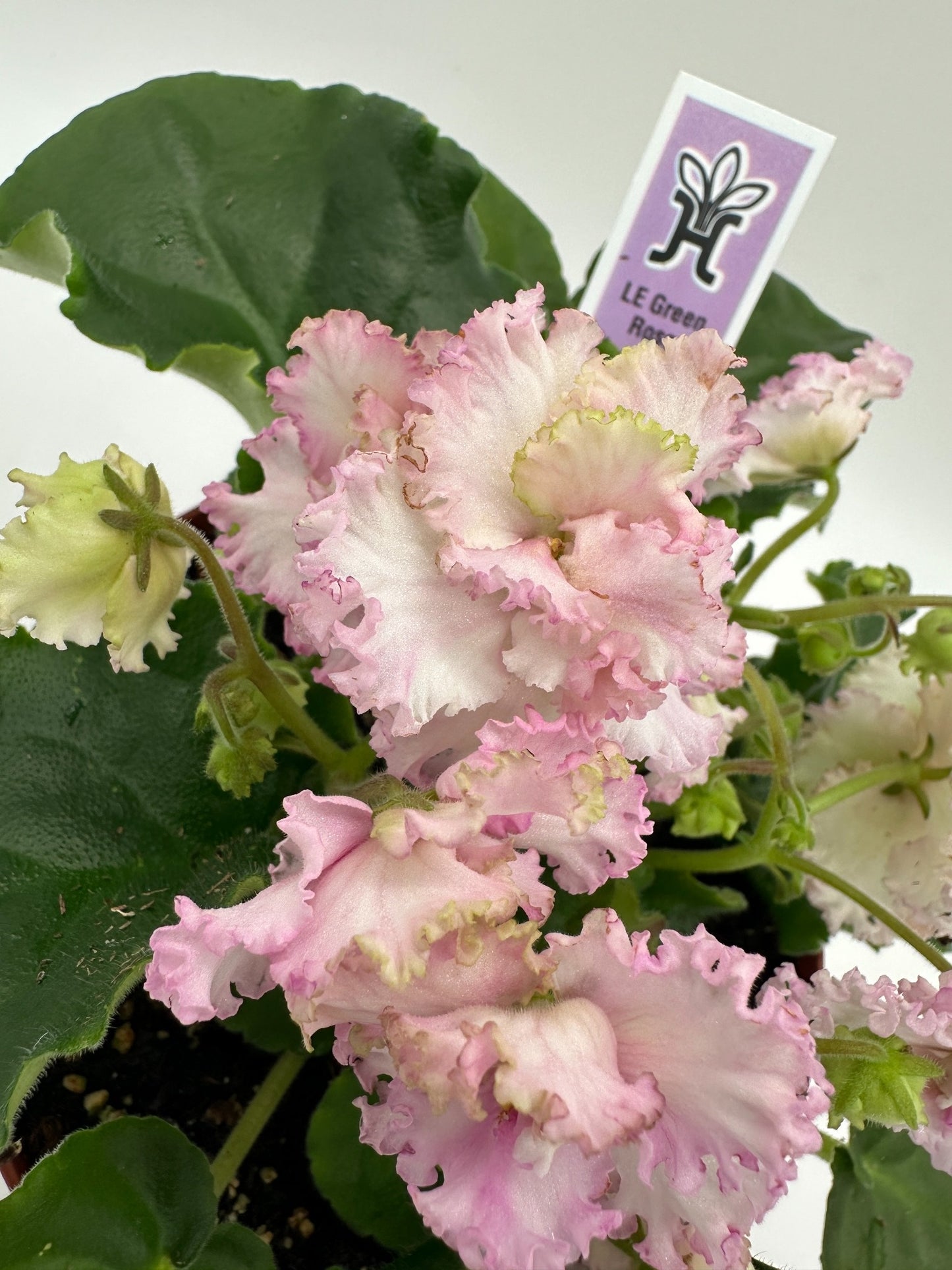 LE Green Rose - Live African Violet 6"