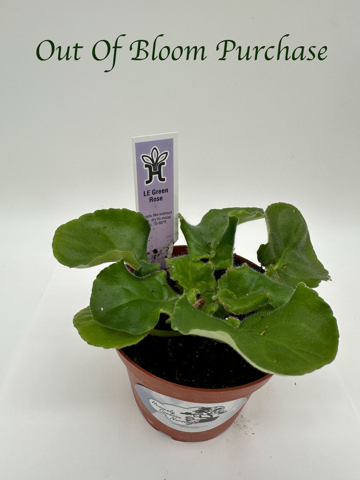 LE Green Rose - Live African Violet 4"