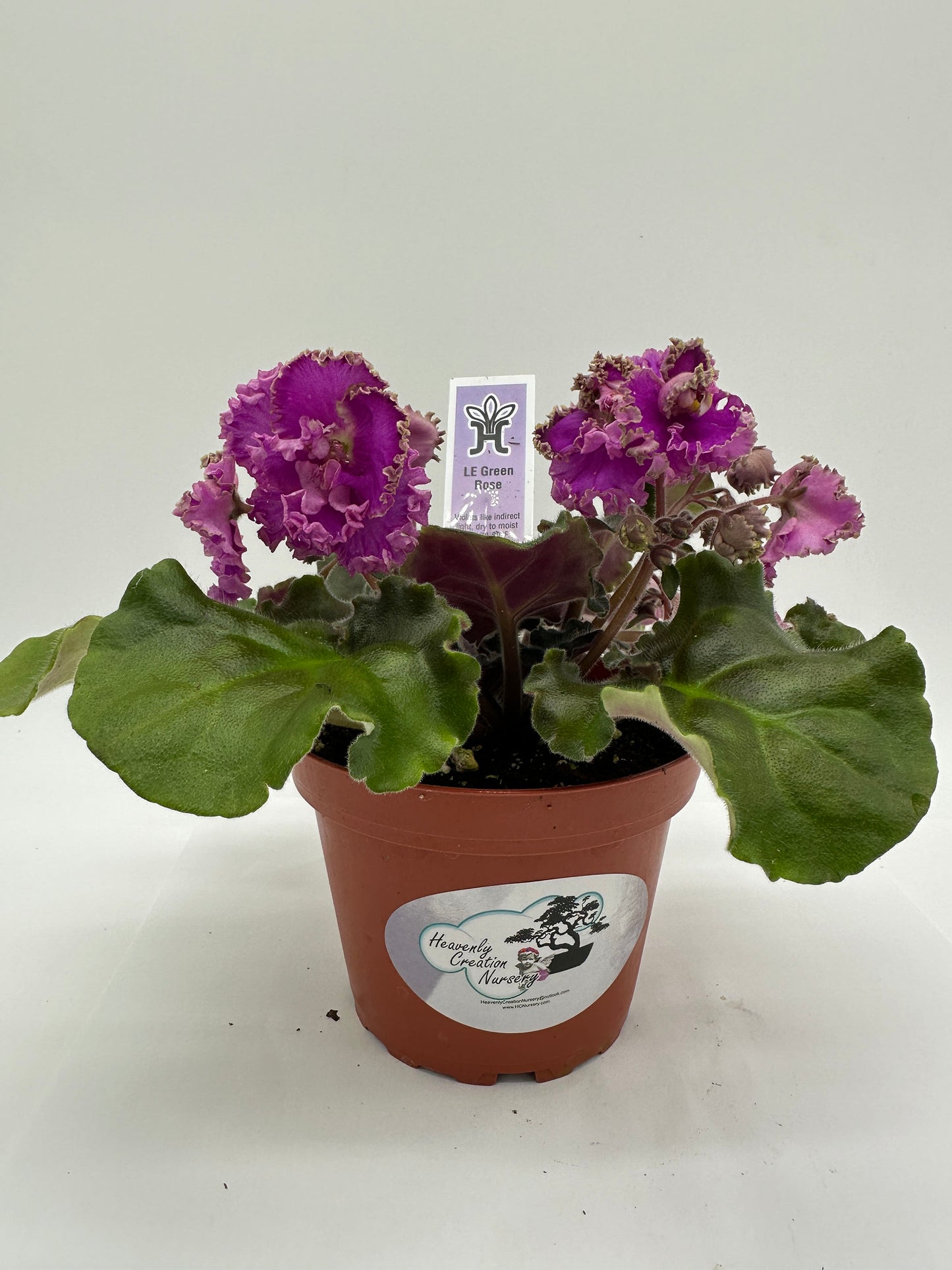 LE Green Rose - Pink Hybrid - Live African Violet 4"