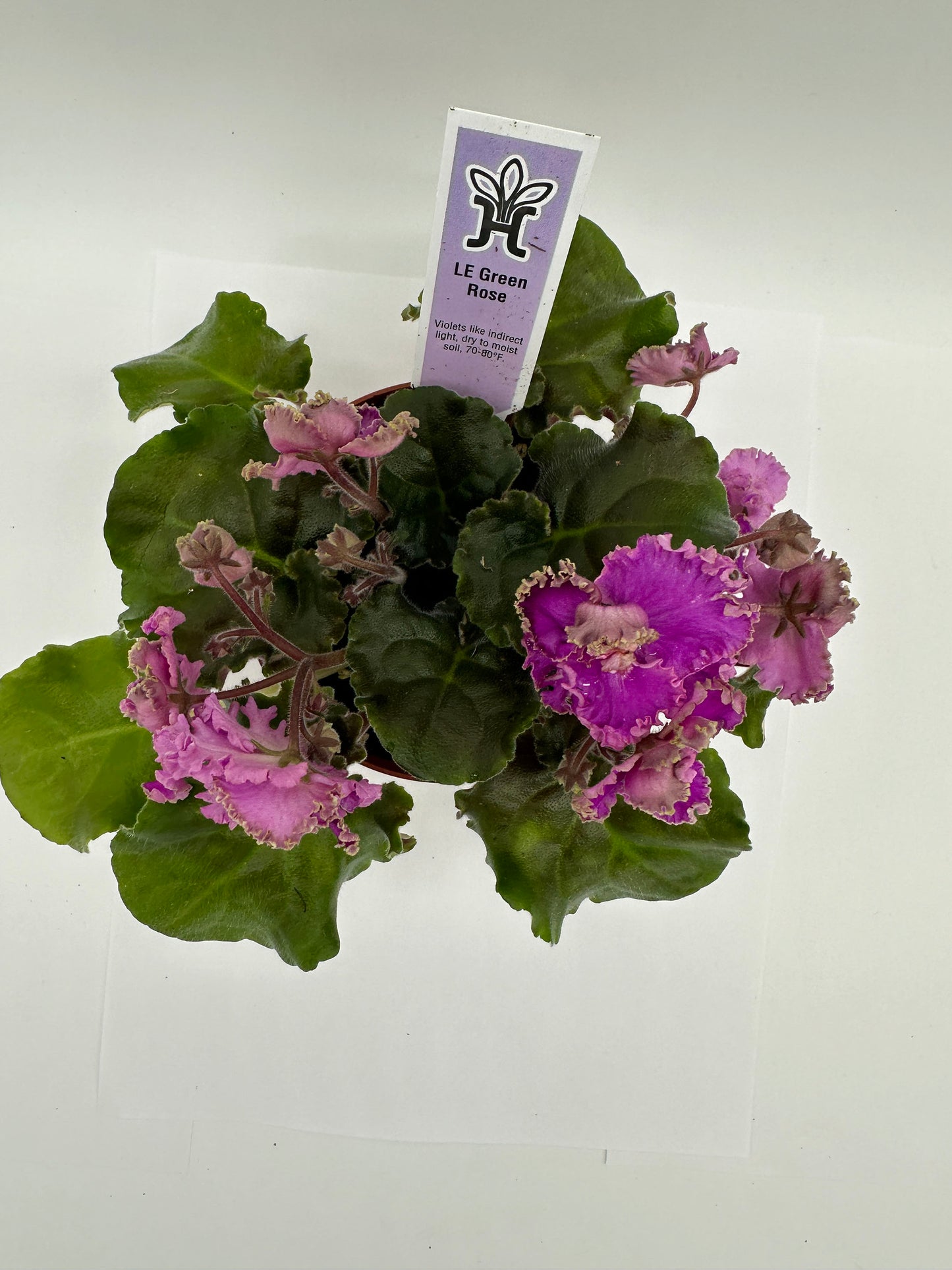 LE Green Rose - Pink Hybrid - Live African Violet 4"