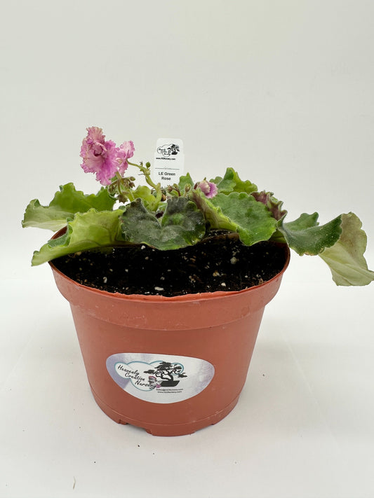 LE Green Rose - Pink Hybrid - Live African Violet 6"