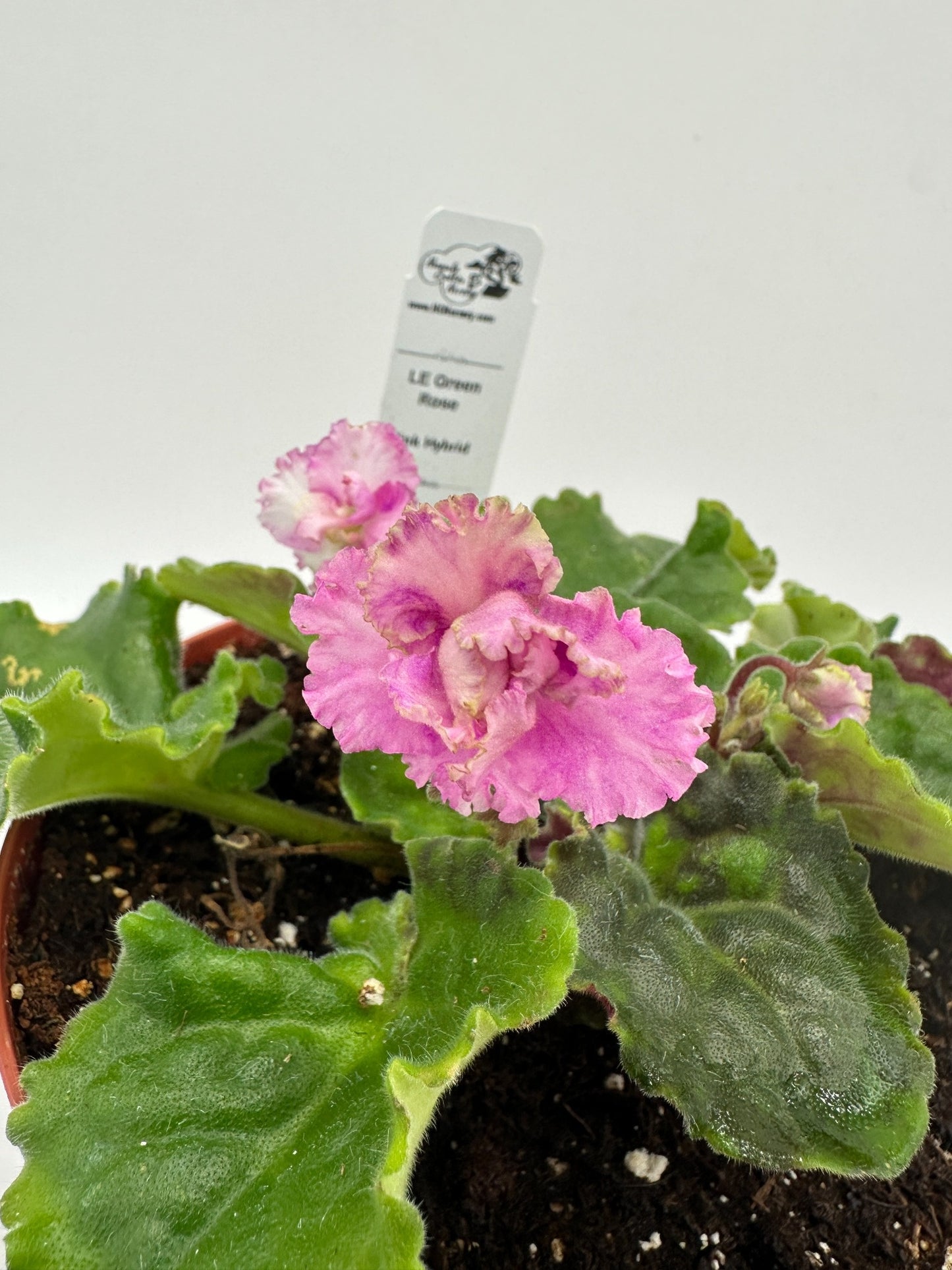 LE Green Rose - Pink Hybrid - Live African Violet 6"