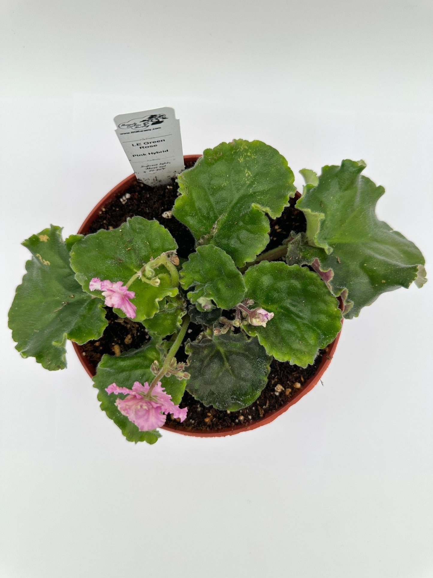 LE Green Rose - Pink Hybrid - Live African Violet 6"