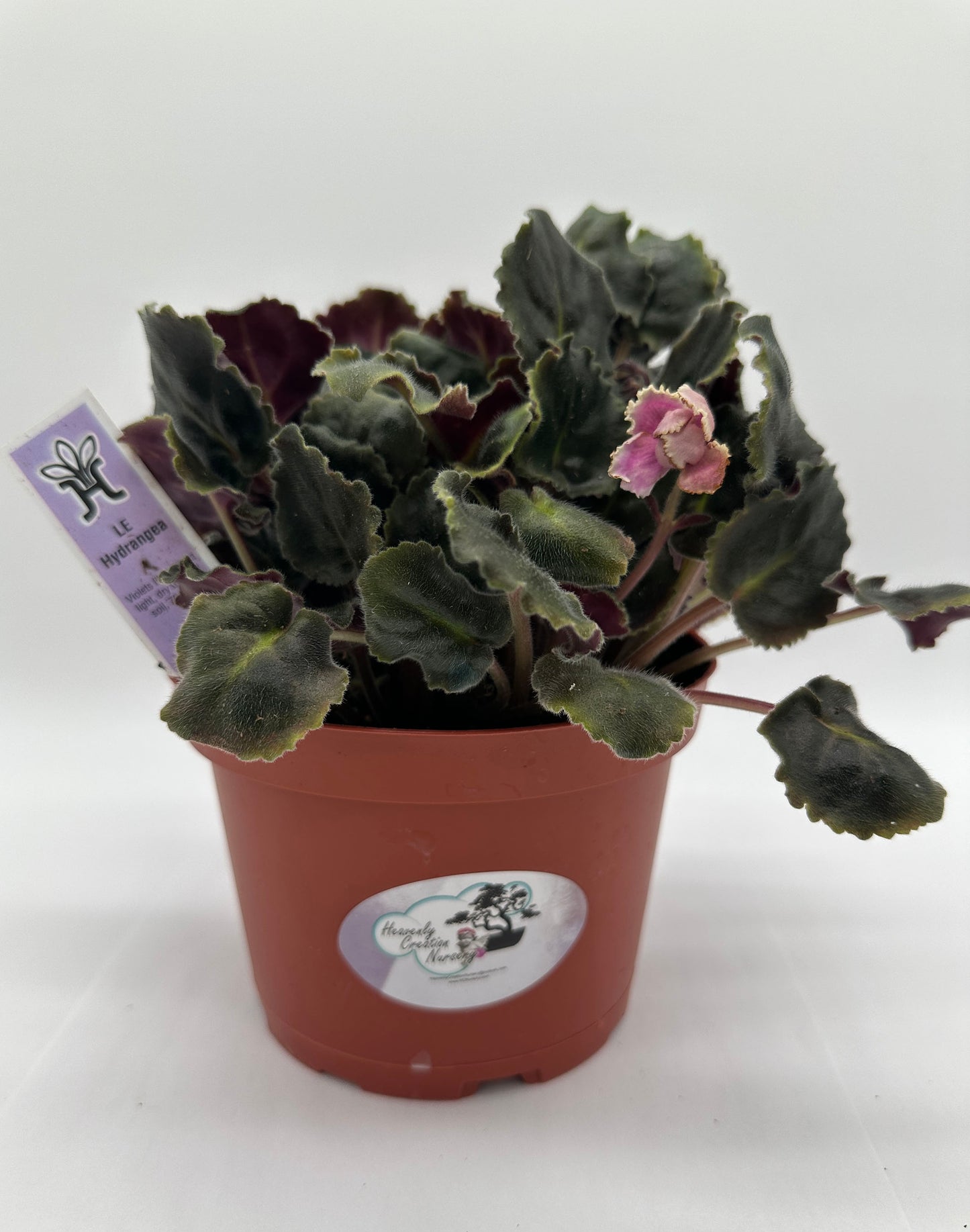 LE Hydrangea - Live African Violet 6"