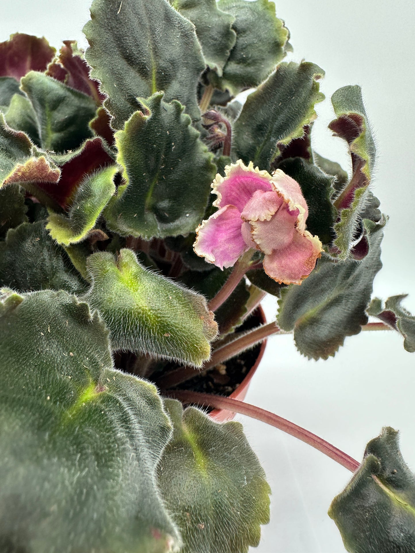 LE Hydrangea - Live African Violet 6"