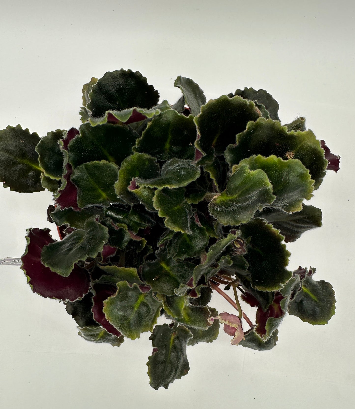 LE Hydrangea - Live African Violet 6"