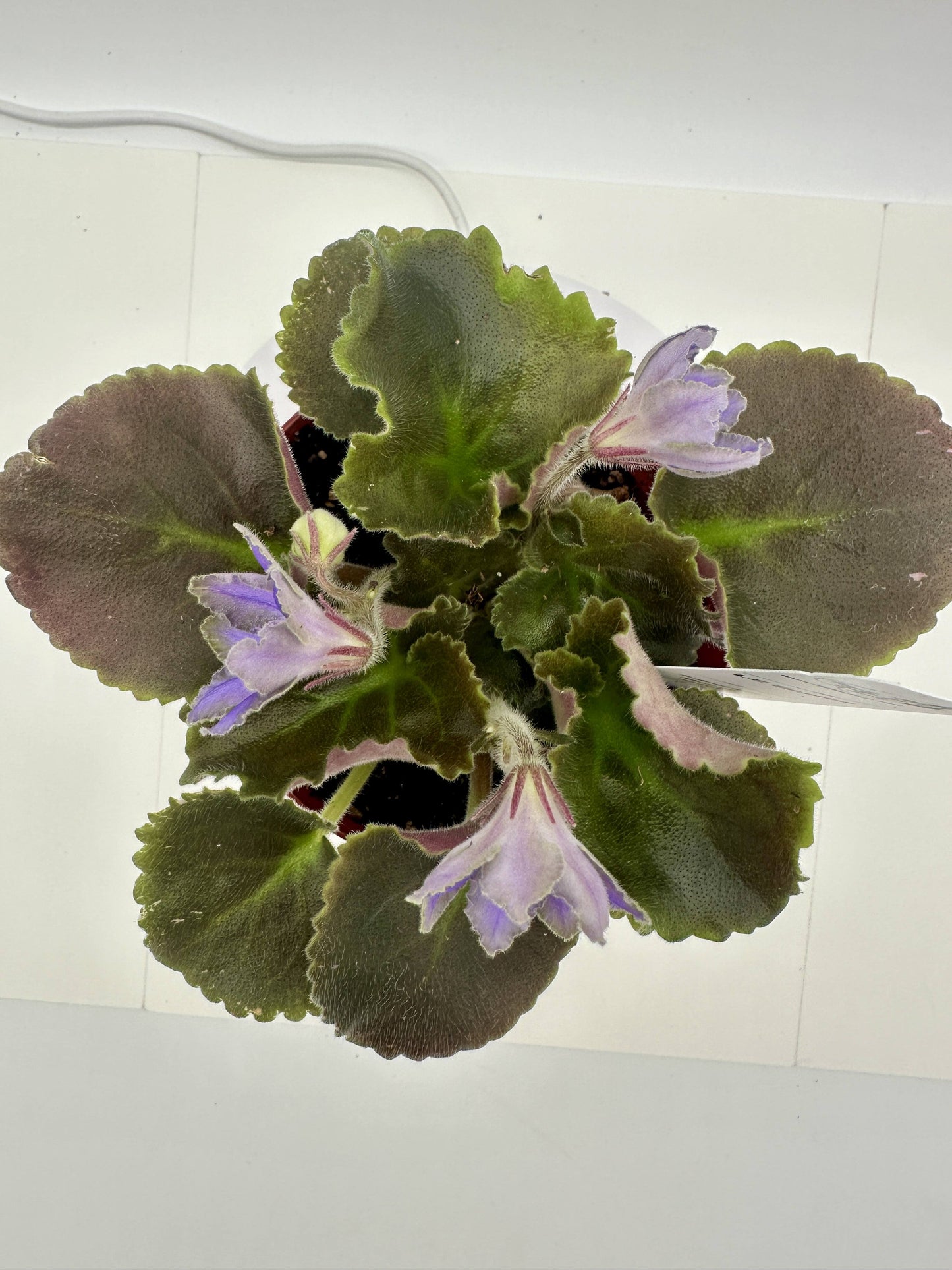 LE Sapfira (LE Sapphire) - Live African Violet 4"