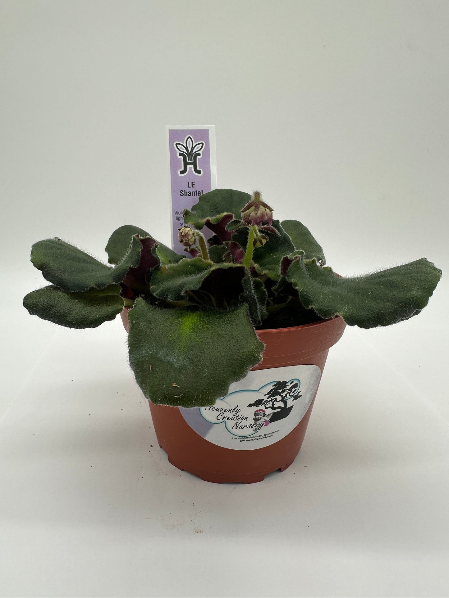 LE Shantal - Live African Violet 4"