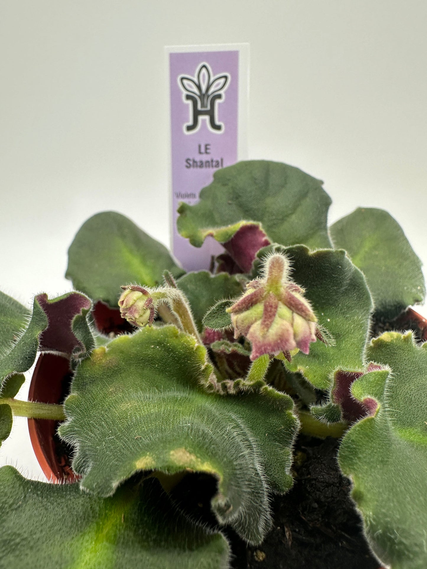 LE Shantal - Live African Violet 4"