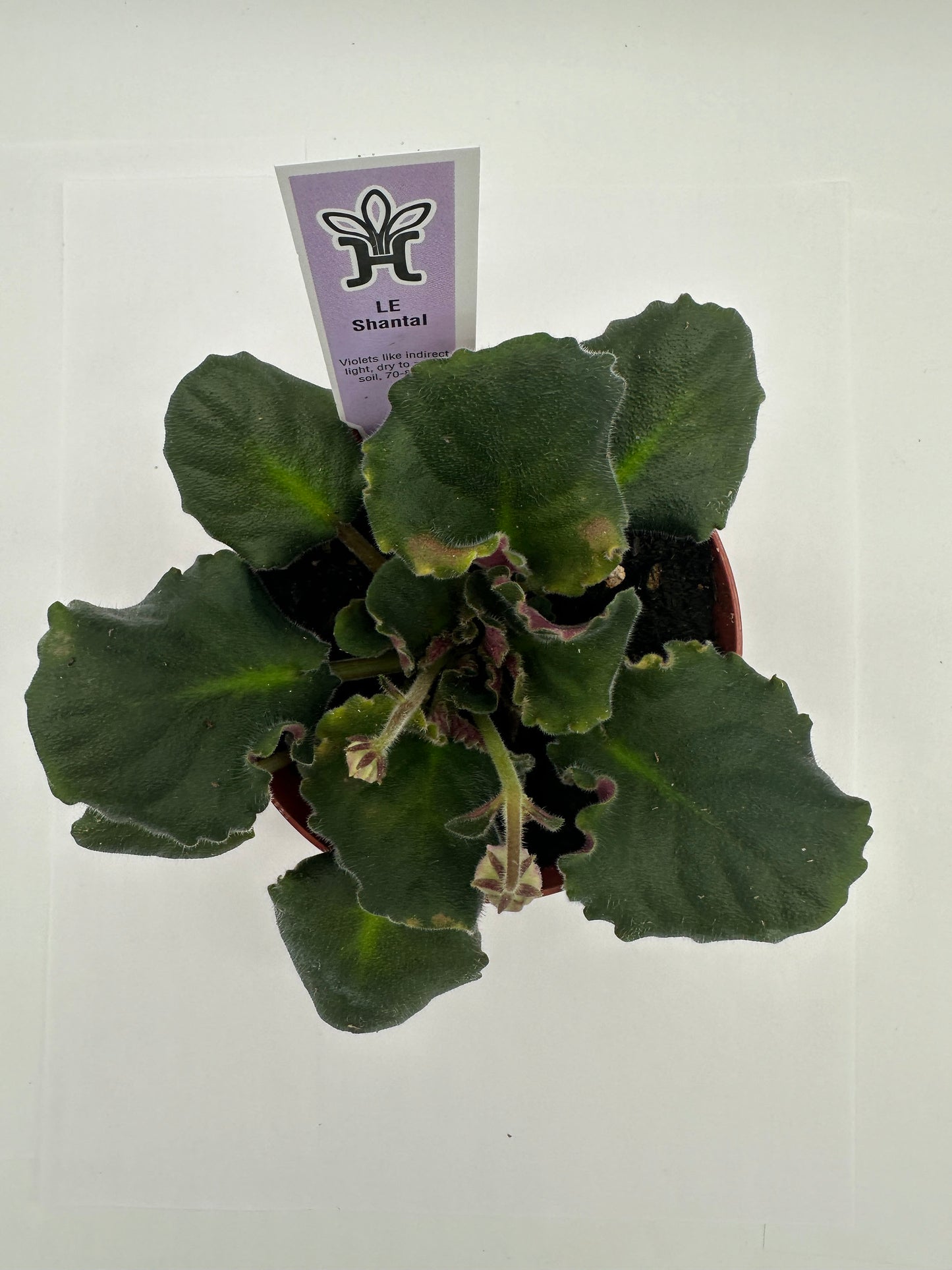 LE Shantal - Live African Violet 4"