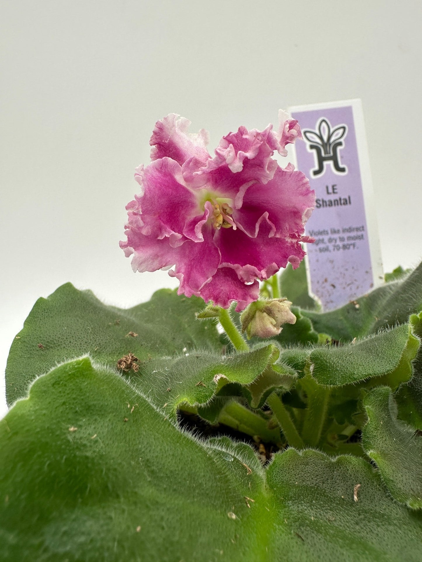 LE Shantal - Live African Violet 4"