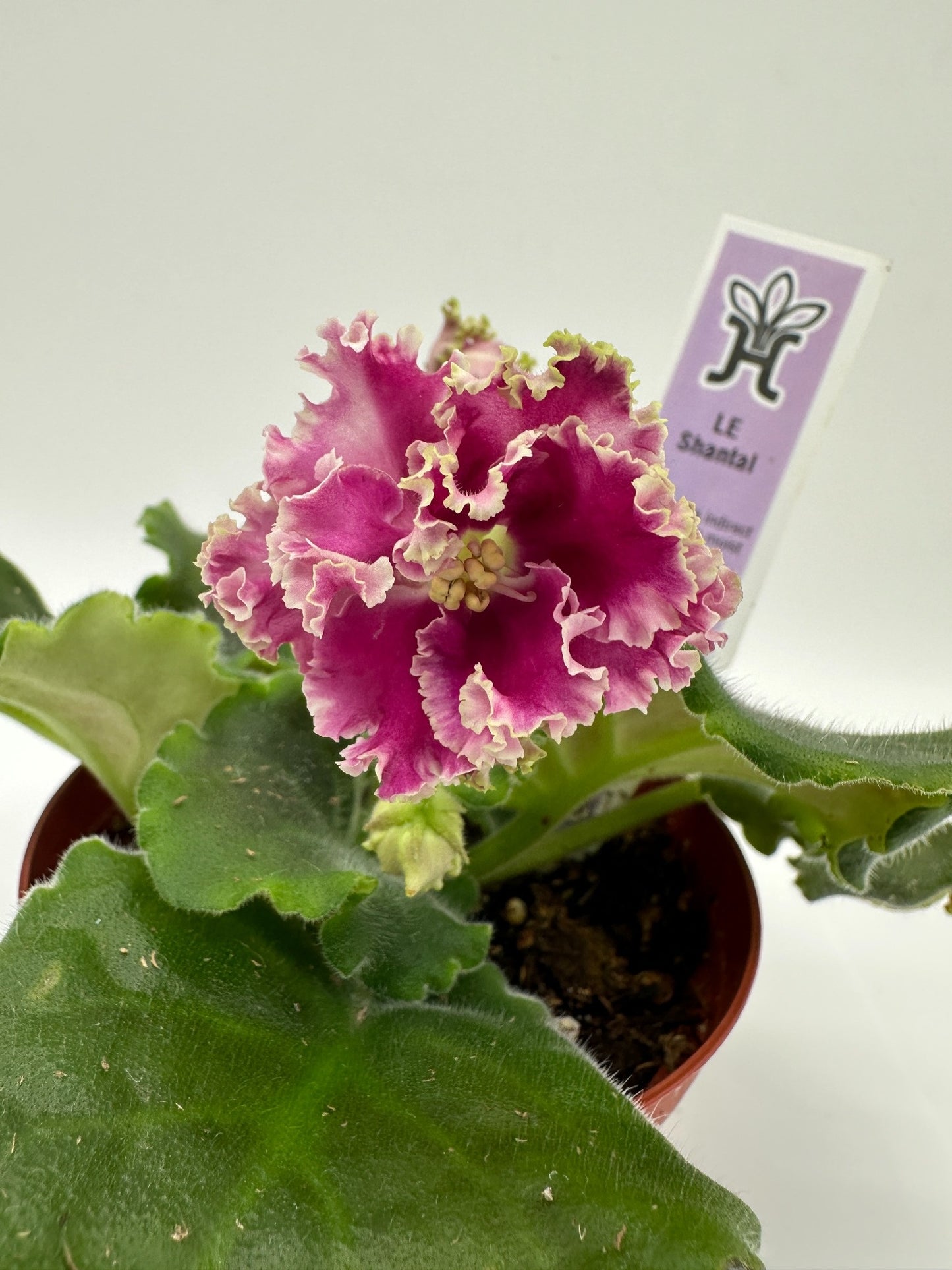 LE Shantal - Live African Violet 4"