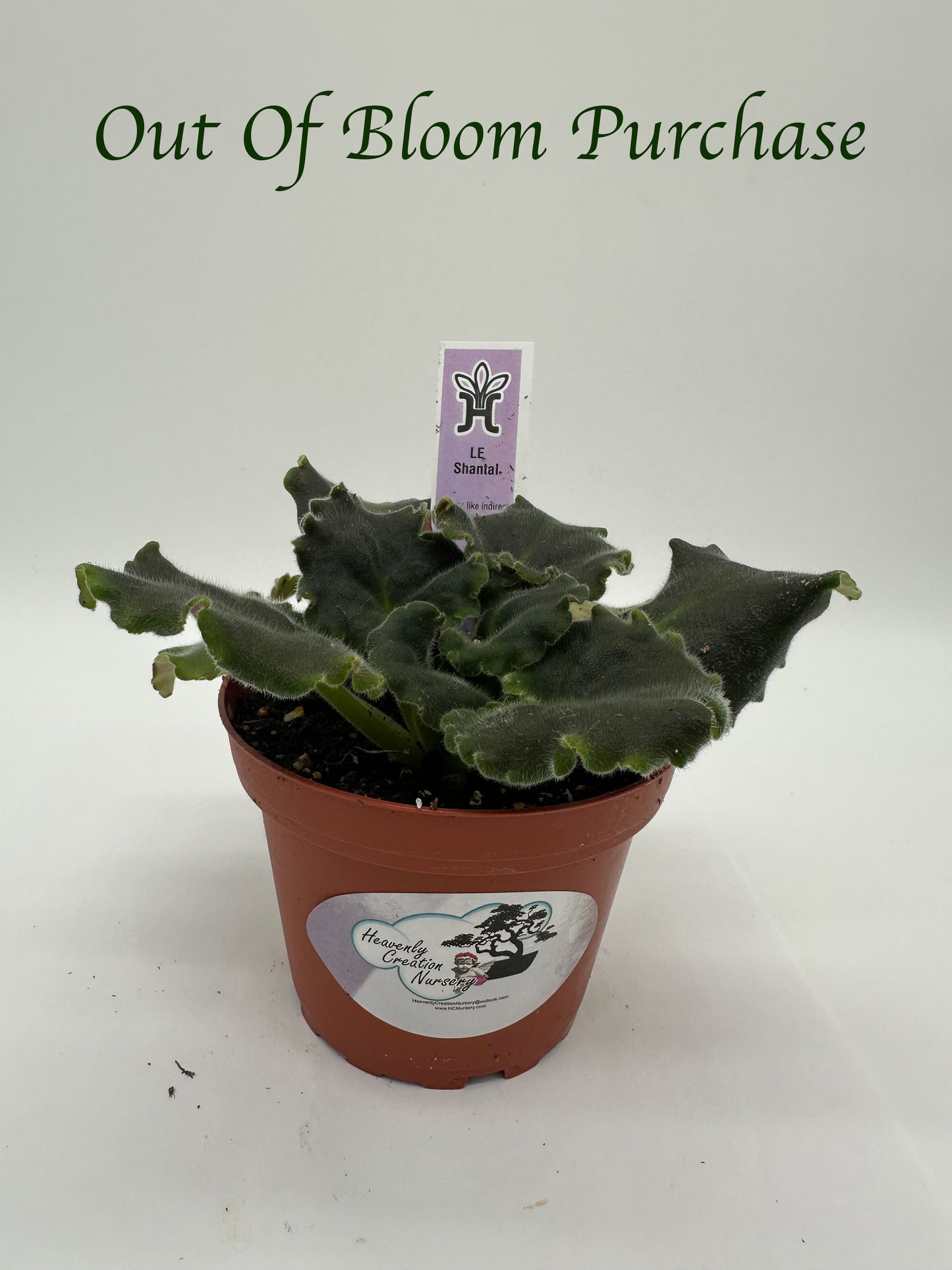 LE Shantal - Live African Violet 4"